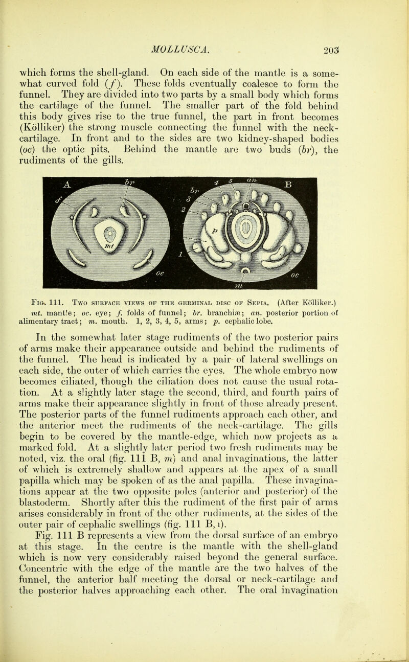 which forms the shell-gland. On each side of the mantle is a some- what curved fold (/). These folds eventually coalesce to form the funnel. They are divided into two parts by a small body which forms the cartilage of the funnel. The smaller part of the fold behind this body gives rise to the true funnel, the part in front becomes (Kolliker) the strong muscle connecting the funnel with the neck- cartilage. In front and to the sides are two kidney-shaped bodies (oc) the optic pits. Behind the mantle are two buds {hr), the rudiments of the gills. Fig-. 111. Two subface views of the OERMiNAii DISC OF Sepia. (After Kolliker.) mt. mantle; oc. eye; /. folds of funnel; hr. branchife; an. posterior portion of alimentary tract; m. mouth. 1, 2, 3,4, 5, arms; p. cephalic lobe. In the somewhat later stage rudiments of the two posterior pairs of arms make their appearance outside and behind the rudiments of the funnel. The head is indicated by a pair of lateral swellings on each side, the outer of which carries the eyes. The whole embryo now becomes ciliated, though the ciliation does not cause the usual rota- tion. At a slightly later stage the second, third, and fourth pairs of arms make their appearance slightly in front of those already present. The posterior parts of the funnel rudiments approach each other, and the anterior meet the rudiments of the neck-cartilage. The gills begin to be covered by the mantle-edge, which now projects as a marked fold. At a slightly later period two fresh rudiments may be noted, viz. the oral (fig. Ill B, m) and anal invaginations, the latter of which is extremely shallow and appears at the apex of a small papilla which may be spoken of as the anal papilla. These invagina- tions appear at the two opposite poles (anterior and posterior) of the blastoderm. Shortly after this the rudiment of the first pair of arms arises considerably in front of the other rudiments, at the sides of the outer pair of cephalic swellings (fig. Ill B, i). Fig. Ill B represents a view from the dorsal surface of an embryo at this stage. In the centre is the mantle with the shell-gland which is now very considerably raised beyond the general surface. Concentric with the edge of the mantle are the two halves of the funnel, the anterior half meeting the dorsal or neck-cartilage and the posterior halves approaching each other. The oral invagination