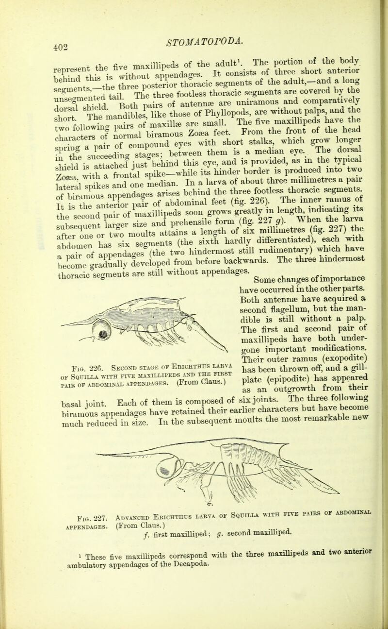 40: STOMATOPODA. fhP five maxillipeds of the adulf. The portion of the body represent the h^ e mAxi j ^^^^ of three short anterior setl'en.l -the ^'e posS:^:r th^cic segments o£ the adult,-and a long  Rented teil The three footless thoracic segments are covered by the unsegmente ine „nii-amous and comparatively doi-sal shield. B°th pans 01 pj^^.u ^s. are .vithout palps, and the short. The ■^^^'^^^''^l^^'K j^^^ ^The five maxiUipeds have the two following P^^'-^ °f ZoaTfeet. From the front of the head characters of ^'^^^^^^^^^^^^^^^es^^^ stalks, which grow longer ^^'XXee<Sn. sZes betVeen them is a median eye._ The dorsal 'I- w lttaThed iS°behind this eve. and is provided, as in the typical r ^th a froml spike-w-hile it^ hinder border is produced into two , r iT^ ts iTo e median. In a larva of about three millimetres a pair of iS It a^penrgeT arises behind the three footless thoracic segments^ I i e antolor pair of abdominal feet (fig. 226 . The inner ramus of It i» the 1 grows greatlv in length, indicating its the second pair of '?^^^'''^P''^ form (fi- 227 g). ^hen the larva t'^Cor mTult. attS a k^gro/sS millfiietres (fig. 227) the :bd:men has slTsegments (the sixth hardly differentiated), each with abdomen = ^^^^ hindermost still rudimentary) wh.ch have LSmetXriv d::e{oped from before backwards. The three hindermost thoracic'egmenis are still without appendages. have occurred in the other parts. Both anteniipe have acquired a second flagellum, but the man- dible is still without a palp. The first and second pair of maxillipeds have both under- crone important modifications. Their outer ramus (exopodite) has been thrown ofi, and a gill- plate (epipodit«) has appeared as an outgrowth from their basal ioint Each of them is composed of six joints. The three following biramous appenda.es have retained their earlier chamcters but ^ave become much redu ed in size. In the subsequent moults the most remarkable new Fig. 226. Second stage of Ebichthes lakva OF SqUILLA with five MAXUilPEDS .\XD THE FIKST PAIR OF ABDOinxAE APPENDAGES. (From Claus.) Fig. 227. Advanced Ebichthes labva of SgnixA with five paip.s of ABDomNAL APPENDAGES. (From Claus.) f. first maxilliped: g. second masiHiped. 1 These five maxillipeds correspond with the three maxillipeds and two anterior ambulatory appendages of the Decapoda.