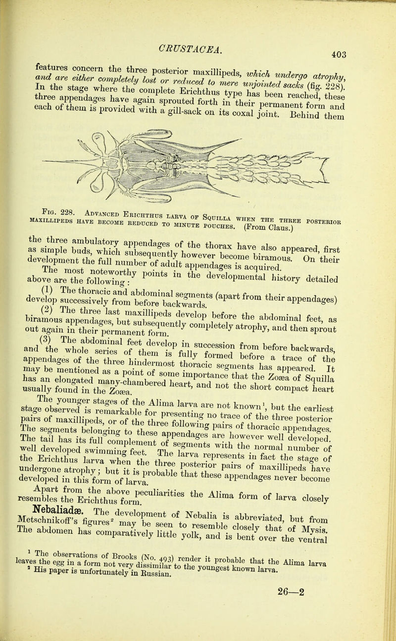 403 development tL'e full nu^te^^;;^^^^^^^^^^^ On t.eir abolteX%rwr^ developmenlTttory detailed deALtti^i;r;ite1rte=^ out again in their permanent form ^V^^^^f atrophy, and then sprout and^le 'wLt'tlT^f Ltt^Sir^ ^ '''^^^^ appendages of the three hii^7Wmn!t ^ -^^ ^^^ ^ °f tl^e . may be mentioned as a noi^t T segments has appeared. It las'an elon;rdtaVy-KbldTe\rT'':n^^^^^^^ 'l f°=«'°^ ^l^- usually found in the Zo*a ' «0'Pact heart stagfotsSTs^lrrkttfoJ -sliest pairs of maxmipeds or of the 2e 7^ ^ *.™<'« t''^ t^ree posterior The segments bebln^ o the e ano^^^^^^^^ appendages. The taU has its full comDlement JP'^''S<'f .I^o^^ver well deyeloped. well developed swimX^fer Tl'l'' '  '^'''^'^^ the Erichthus larv^ when the tW nnl? 'i' ^^''^ ^^^^ ^^^^^ °f undergone atrophy fb^ it is probable tW^^^^ P^''' 1 maxillipeds have developed in this W of larva ' appendages never become resetCttErL^V'sX^^^^^^ closely MetSiSsVrt^t;trto^^^^^^ fi-* fro- The abdomen ^af oompara^e^ liSe ^Xanf is t^^^^^^^^^^^^^ 26—2