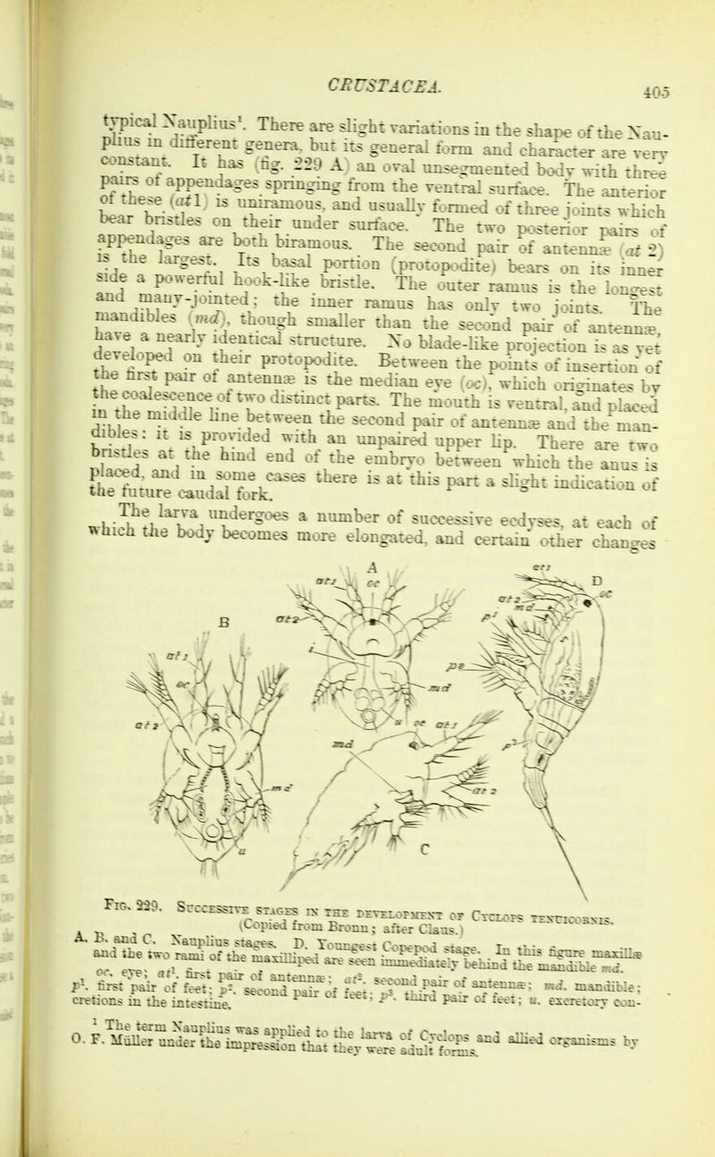 CBrSTAC£A. ^,-,0 Si'^^lT''' '^^''^ r '^'S*^' in the shape of the Xau- phu. m Jiiierent genera, but its general form and character are verv constant. It ha. ,,tig. ;2-29 X an oval unsegmented Wv ^th thL^ pairs ot appendages springing from the ventral surtace. The ^Ulterior blirh^'-^I immimous. and usu^^t formed of thr«e joints ^hich .n^.V on their under surlace. The two posterior pairs of appendages are Knh bm.mous. The second pair of antemif^ at ■■>) i> ttie largest Its has^U portion (protopodite) bears on its inner side a powertul hook-like bristle. The outer ramus is the lon^e^t and ruany-jointed: the inner ramus has onlv two joints The mandibles (md) though smaUer than the second pair\-,f antenL* have a nearly identical structure. Xo blade-like projection^^T^ tltf fP-totH,dite, Between the poL.'s SenW ff then.X^'^''' r''°?* ^'^'^ (oc):which oiicrinates bv n the mr'irr 'k' ^^^^^^«^P=*-^- The mouth is ventral, and placed m he m d^iie hne between the second pair of antemi* and the man- dible., it IS pronded with an unpaired upper lip. There are two ^htlt.tV?'' ^'^ '^^^^ bitween^which the^nul i^ The larva undergoes a number of successive ecdvses. at each of which the body becomes more elongated, and cenain other chancres Fig. 2^20. SrcczssiTv si.Grs IX the rrvxLorMOT or Crcior? T^N-nc-.xi. . vCopiedfrom Bronn; afi^r Claas.)  -^-i-. cretions in the intesrin'e, ' ^ e^crtiorv con-