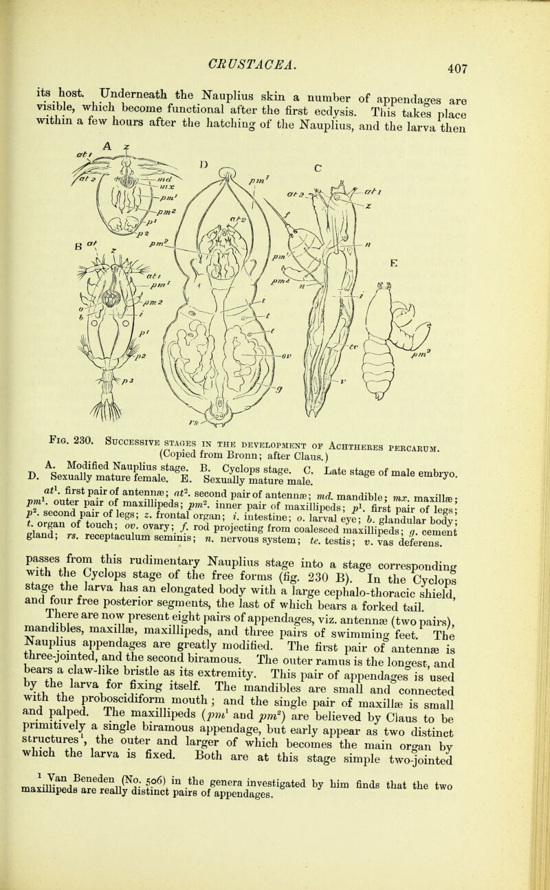 w CRUSTACEA. 407 Its host. Underneath the Nauplius skin a number of appendages are visible, which become functional after the first ecdysis. This takes place withm a few hours after the hatching of the Nauplius, and the larva then Fig. 230. Successive stages m the development of Achtheres percarum. (Copied from Bronn; after Claus.) Latestageofmaleembryo. f'orZ V^^'' larval eyf; gTaXlar body organ of touch; ov ovary; /. rod projecting from coalesced maiillipeds Tcement gland; r.. receptaculum seminis; nervous system; testis; r;. ^af deLenT. passes from this rudimentary Kauplius stage into a stage corresponding with the Cyclops stage of the free forms (fig. 230 B). In the CycloDs stage the larva has an elongated body with a large cephalo-thoracic shield and four free posterior segments, the last of which bears a forked tail ihere are now present eight pairs of appendages, viz. antennse (two pairs) mandibles, maxillse, maxillipeds, and three pairs of swiramin- feet The Nauphus appendages are greatly modified. The first pair of antenna is three-jomted, and the second biramous. The outer ramus is the lonaest and bears a claw-like bristle as its extremity. This pair of appendages is used by the larva for fixing itself. The mandibles are small and connected with the proboscidiform mouth; and the single pair of maxillae is small and palped. The maxillipeds {pm' and pm') are believed by Claus to be primitively a single biramous appendage, but early appear as two distinct structures , the outer and larger of which becomes the main organ by which the larva is fixed. Both are at this stage simple two-jointed finds that the two