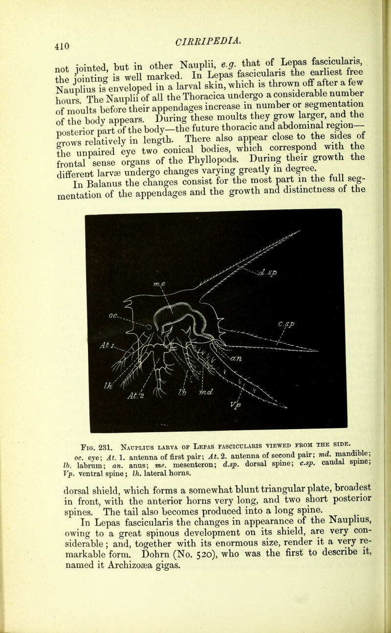 not iointed but in other Nauplii, e.g. that of Lepas fascicularis, the Sn. is well marked. In Lepas fascicularis the easiest free in a larval skin, which is thrown off after a few hours The Nauplii of all the Thoracica undergo a considerable number of moults before their appendages increase m number or segmentation of he body appears. During these moults they grow larger, and the posterior plrt of the body-the future thoracic and abdominal region- 's relatively in length. There also appear close to the sides of the unpaired eye two conical bodies, which correspond with the frontarsense organs of the Phyllopods. During their growth the different larvjB undergo changes varying greatly m degree In Balanus the changes consist for the most part m the full seg- mentation of the appendages and the growth and distmctness of the Fig. 231. Natjplius laeva of Lepas fasciculaeis viewed feom the side. oc. eye; At. 1. antenna of first pair; At.2. antenna of second pair; mcZ. mandible; Ih. labrum; an. anus; me. mesenteron; d.sp. dorsal spme; c.sp. caudal spme, Fp. ventral spine; Ih. lateral horns. dorsal shield, which forms a somewhat blunt triangular plate, broadest in front, with the anterior horns very long, and two short posterior spines. The tail also becomes produced into a long spine. In Lepas fascicularis the changes in appearance of the Nauplius, owing to a great spinous development on its shield, are very con- siderable ; and, together with its enormous size, render it a very re- markable form. Dohrn (No. 520), who was the first to describe it, named it Archizosea gigas.