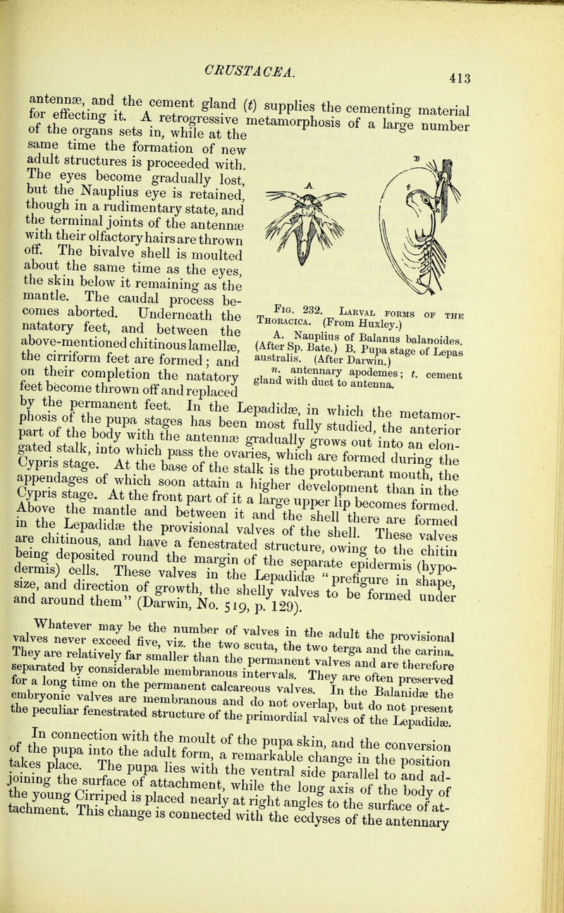 413 Fig. 232. Lakval forms of the iHOKAciCA. (From Huxley.) /Aff^* Q^^SP^'^f ?f ^^lan^s balanoides. (After Sp. Bate.) B. Pupa stage of Lepas austrahs. (After Darwin.) ^ antennary apodemes; cement gland with duct to antenna. same time the formation of new adult structures is proceeded with. The eyes become gradually lost* but the Nauplius eye is retained, though m a rudimentary state, and the termmal joints of the antennse with their olfactory hairs are thrown off. The bivalve shell is moulted about the same time as the eyes, the skin below it remaining as the mantle. The caudal process be- comes aborted. Underneath the natatory feet, and between the above-mentioned chitinous lamella the cirriform feet are formed; and on their completion the natatory feet become thrown off and replaced for a long time on the permanent calcareous valves In tL IS^ preserved tachment. This change is connected with the ecdyses of the antenn^iy