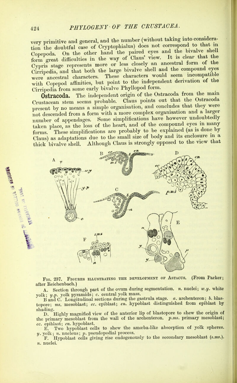 very primitive and general, and the number (without taking into considera- tion the doubtful case of Cryptophialus) does not correspond to that m Copepoda. On the other hand the paired eyes and the bivalve shell form great difficulties in the way of Glaus' view. It is clear that the Cypris stage represents more or less closely an ancestral form ot the Cirripedia, and that both the large bivalve shell and the compound eyes were ancestral characters. These characters would seem incompatible with Copepod affinities, but point to the independent derivation ot the Cirripedia from some early bivalve Phyllopod form. Ostracoda. The independent origin of the Ostracoda from the mam Crustacean stem seems probable. Claus points out that the Ostracoda present by no means a simple organisation, and concludes that they were not descended from a form with a more complex organisation and a larger number of appendages. Some simplifications have however undoubtedly taken place, as the loss of the heart, and of the compound eyes m many forms. These simplifications are probably to be explained (as is done by Claus) as adaptations due to the small size of body and its enclosure m a thick bivalve shell. Although Claus is strongly opposed to the view that Fig. 237. Figures illustrating the development of Astacus. (From Parker; after Eeichenbach.) A. Section through part of the ovum during segmentation, n. nuclei; w.y. white yolk; y.p. yolk pyramids; c. central yolk mass. B and C. Longitudinal sections during the gastrula stage, a. archenteron; h. blas- topore; ms. mesoblast; cc. epiblast; en. hypoblast distinguished from epiblast by shadingmagnified view of tbe anterior lip of blastopore to shew the origin of the primary mesoblast from the wall of the archenteron. jp.ms. primary mesoblast; ec. epiblast; en. hypoblast. E, Two hypoblast cells to shew the amoeba-like absorption of yolk spheres. y. yolk; n. nucleus; p. pseudopodial process. F. Hypoblast cells giving rise endogenously to the secondary mesoblast [s.ms.). n. nuclei.