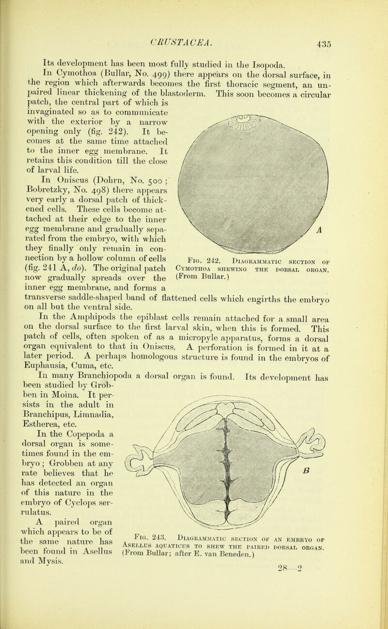 Fig, 242. JJiag-kammatic section of Cymothoa shewing the doesal obgan, (From Bullar.) Its development has been most fnll^y studied in the Isopoda. In Cymothoa (Bullar, No. 499) there appears on the dorsal surface, in the region which afterwards becomes the first thoracic segment, an un- paired linear thickening of the blastoderm. This soon becomes a circular patch, the central part of which is invaginated so as to communicate with the exterior by a narrow opening only (fig. 242). It be- comes at the same time attached to the inner egg membrane. It retains this condition till the close of larval life. In Oniscus (Dohrn, No. 500 ; Bobretzky, No. 498) there appears very early a dorsal patch of thick- ened cells. These cells become at- tached at their edge to the inner egg membrane and gradually sepa- rated from the embryo, with which they finally only remain in con- nection by a hollow column of cells (fig. 241 A, tZo). The original patch now gradually spreads over the inner egg membrane, and forms a transverse saddle-shaped band of flattened cells which engirths the embryo on all but the ventral side. In the Amphipods the epiblast cells remain attached for a small area on the dorsal surface to the first larval skin, when this is formed. This patch of cells, often spoken of as a micropyle apparatus, forms a dorsal organ equivalent to that in Oniscus. A perforation is formed in it at a later period. A perhaps homologous structure is found in the embryos of Euphausia, Cuma, etc. In many Branchiopoda a dorsal organ is found. Its development has been studied by Grob- ben in Moina. It per- sists in the adult in Branchipus, Limnadia, Estherea, etc. In the Copepoda a dorsal organ is some- times found in the em- bryo ; Grobben at any rate believes that he has detected an organ of this nature in the embryo of Cyclops ser- rulatus. A paired organ which appears to be of o < the same nature has Asftth^ Aa;..Tn/Tf ^^'^ ^^'''''''^ ^^'^ 1 • A n ASELLUS AQTJATICUS TO SHEW THE PAIRED DOESAL ORGAN. been found m Asellus (From Bullar; after E. van Beneden,) and Mysis. 28—2 1r