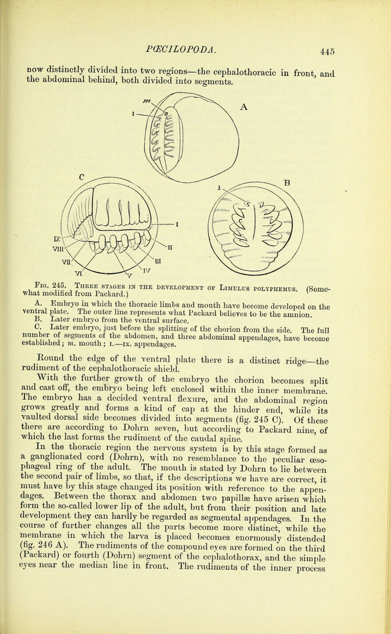 now distinctly divided into two regions—the cephalothoracic in front and the abdominal behind, both divided into segments. ' Fig. 245. Three stages in the development of Limulus polyphemus ^Some- what modified from Packard.) ' ^ A. Embryo in which the thoracic limbs and mouth have become developed on the ventral plate. The outer line represents what Packard believes to be the amnion -B. Later embryo from the ventral surface. C Later embryo, just before the splitting of the chorion from the side The full number of segments of the abdomen, and three abdominal appendages, have become established; m. mouth; i.—ix. appendages. Round the edge of the ventral plate there is a distinct ridge—the rudiment of the cephalothoracic shield. With the further growth of the embryo the chorion becomes split and cast off, the embryo being left enclosed within the inner membrane. The embryo has a decided ventral flexure, and the abdominal region grows greatly and forms a kind of cap at the hinder end, while its vaulted dorsal side becomes divided into segments (fig. 245 C). Of these there are according to Dohrn seven, but according to Packard nine, of which the last forms the rudiment of the caudal spine. ' In the thoracic region the nervous system is by this stage formed as a ganglionated cord (Dohrn), with no resemblance to the peculiar oeso- phageal ring of the adult. The mouth is stated by Dohrn to lie between the second pair of limbs, so that, if the descriptions we have are correct, it must have by this stage changed its position with reference to the appen- dages. Between the thorax and abdomen two papillae have arisen which form the so-called lower lip of the adult, but from their position and late development they can hardly be regarded as segmental appendages. In the course of further changes all the parts become more distinct, while the membrane in which the larva is placed becomes enormously distended (fig. 246 A). The rudiments of the compound eyes are formed on the third (Packard) or fourth (Dohrn) segment of the cephalothorax, and the simple eyes near the median line in front. The rudiments of the inner process
