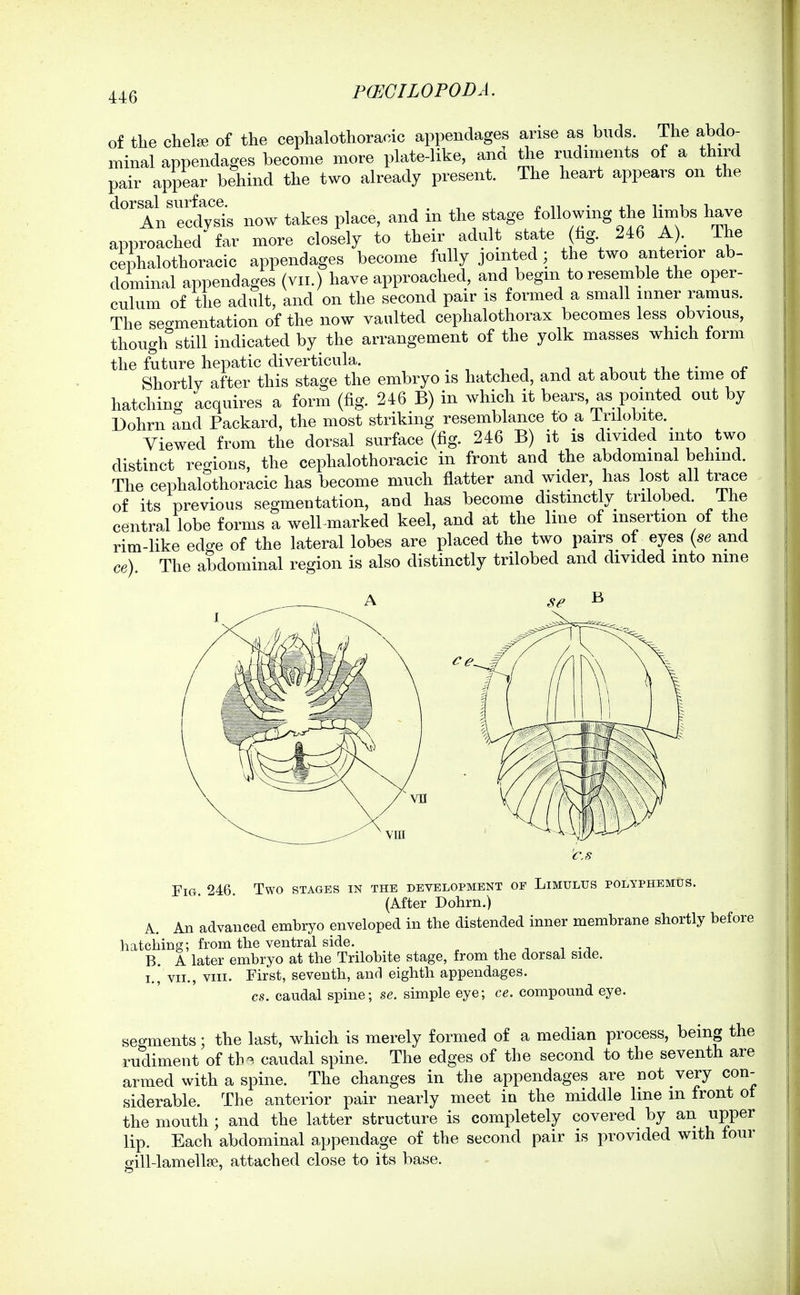 of tlie chelae of the cephalothoracic appendages arise as buds. The abdo- minal appendages become more plate-like, and the rudiments of a third pair appear behind the two already present. The heart appears on the ^AL'Tcdysts now takes place, and in the stage following the limbs have approached far more closely to their adult state hg 246 A).^ The cephalothoracic appendages become fully jointed; the two anterior ab- dominal appendages (vii.) have approached, and begin to resemble the oper- culum of the adult, and on the second pair is formed a small inner ramus. The seo-mentation of the now vaulted cephalothorax becomes less obvious, though''still indicated by the arrangement of the yolk masses which form the future hepatic diverticula. ^ ^ ^ ^ ^x. 4- Shortly after this stage the embryo is hatched, and at about the time ot hatching Acquires a form (fig. 246 B) in which it bears, as pointed out by Dohrn and Packard, the most striking resemblance to a irilobite.^ Viewed from the dorsal surface (fig. 246 B) it is divided into two distinct regions, the cephalothoracic in front and the abdominal behind. The cephalothoracic has become much flatter and wider, has lost all trace of its previous segmentation, and has become distinctly trilobed. The central lobe forms a well marked keel, and at the line of insertion of the rim-like edo-e of the lateral lobes are placed the two pairs of eyes {se and ce) The abdominal region is also distinctly trilobed and divided into nine Fig 246 Two stages in the development of Limulus polyphemus. (After Dohrn.) A. An advanced embryo enveloped in the distended inner membrane shortly before hatching; from the ventral side. B. A later embryo at the Trilobite stage, from the dorsal side. I., VII., VIII. First, seventh, and eighth appendages. cs. caudal spine; se. simple eye; ce. compound eye. segments; the last, which is merely formed of a median process, being the rudiment of tb-^ caudal spine. The edges of the second to the seventh are armed with a spine. The changes in the appendages are not very con- siderable. The anterior pair nearly meet in the middle line m front ot the mouth ; and the latter structure is completely covered by an upper lip. Each abdominal appendage of the second pair is provided with four gill-lamellse, attached close to its base.