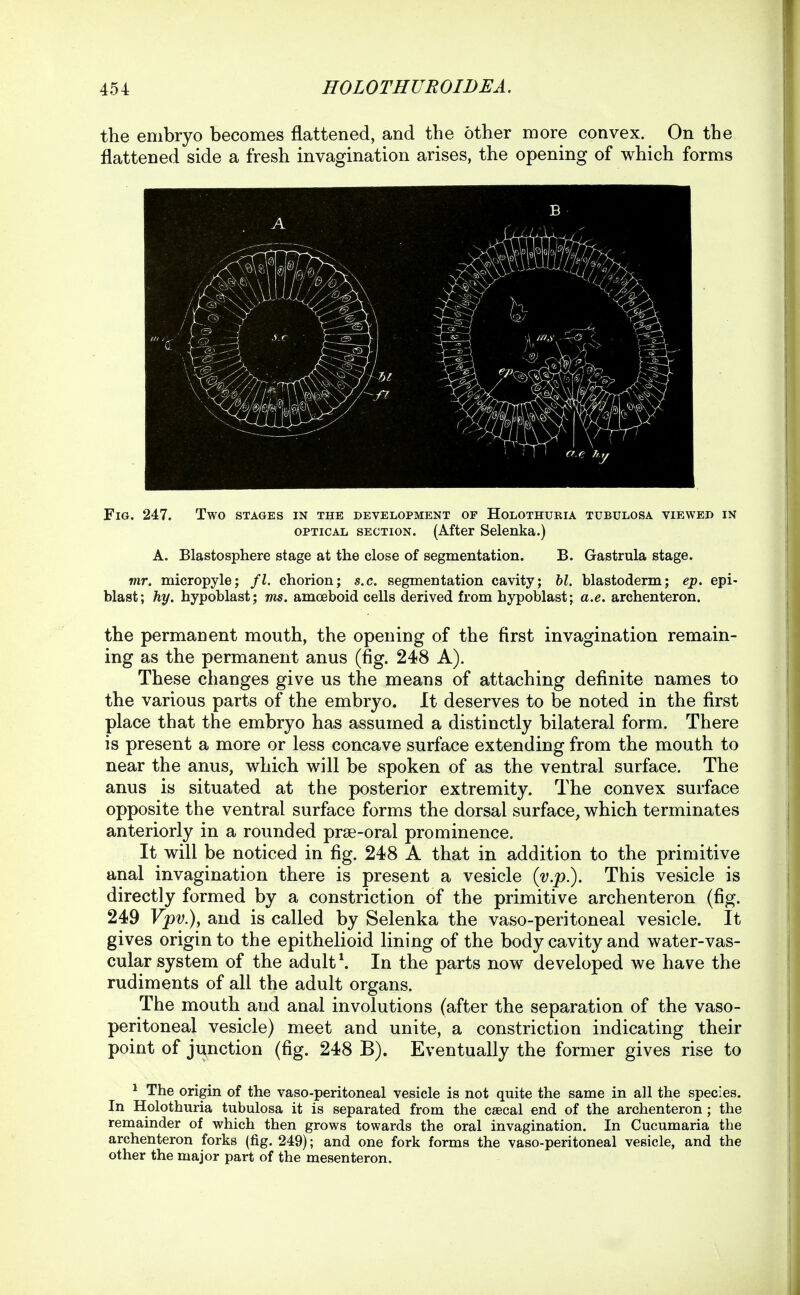 the embryo becomes flattened, and the other more convex. On the flattened side a fresh invagination arises, the opening of which forms Fig. 247. Two stages in the development of Holothuria tubxjlosa viewed in OPTICAL section. (After Selenka.) A. Blastosphere stage at the close of segmentation. B. Gastrula stage. mr. micropyle; fl. chorion; s.c. segmentation cavity; hi. blastoderm; ep. epi- blast; hy. hypoblast; ms. amoeboid cells derived from hypoblast; a.e. archenteron. the permanent mouth, the opening of the first invagination remain- ing as the permanent anus (fig. 248 A). These changes give us the means of attaching definite names to the various parts of the embryo. It deserves to be noted in the first place that the embryo has assumed a distinctly bilateral form. There is present a more or less concave surface extending from the mouth to near the anus, which will be spoken of as the ventral surface. The anus is situated at the posterior extremity. The convex surface opposite the ventral surface forms the dorsal surface, which terminates anteriorly in a rounded prse-oral prominence. It will be noticed in fig. 248 A that in addition to the primitive anal invagination there is present a vesicle (v.p). This vesicle is directly formed by a constriction of the primitive archenteron (fig. 249 Vpv.), and is called by Selenka the vaso-peritoneal vesicle. It gives origin to the epithelioid lining of the body cavity and water-vas- cular system of the adult \ In the parts now developed we have the rudiments of all the adult organs. The mouth and anal involutions (after the separation of the vaso- peritoneal vesicle) meet and unite, a constriction indicating their point of junction (fig. 248 B). Eventually the former gives rise to 1 The origin of the vaso-peritoneal vesicle is not quite the same in all the species. In Holothuria tubulosa it is separated from the caecal end of the archenteron ; the remainder of which then grows towards the oral invagination. In Cucumaria the archenteron forks (fig. 249); and one fork forms the vaso-peritoneal vesicle, and the other the major part of the mesenteron.