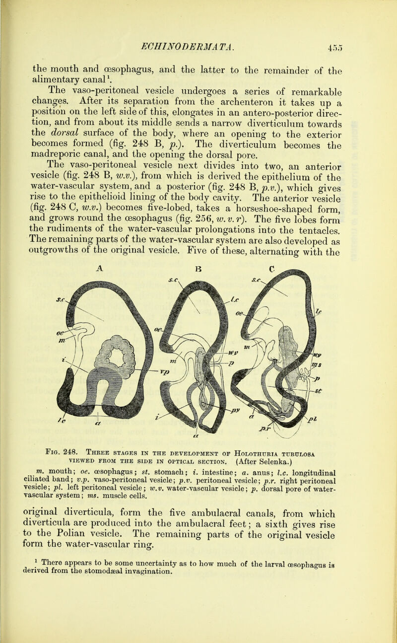 the mouth and oesophagus, and the latter to the remainder of the alimentary canal \ The vaso-peritoneal vesicle undergoes a series of remarkable changes. After its separation from the archenteron it takes up a position on the left side of this, elongates in an antero-posterior direc- tion, and from about its middle sends a narrow diverticulum towards the dorsal surface of the body, where an opening to the exterior becomes formed (fig. 248 B, p.). The diverticulum becomes the madreporic canal, and the opening the dorsal pore. The vaso-peritoneal vesicle next divides into two, an anterior vesicle (fig. 248 B, w.v), from which is derived the epithelium of the water-vascular system, and a posterior (fig. 248 B, p.v.), which gives rise to the epithelioid lining of the body cavity. The anterior vesicle (fig. 248 C, ^v.v.) becomes five-lobed, takes a horseshoe-shaped form, and grows round the oesophagus (fig. 256, w.v.r). The five lobes form the rudiments of the water-vascular prolongations into the tentacles. The remaining parts of the water-vascular system are also developed as outgrowths of the original vesicle. Five of these, alternating with the Fig. 248. Three stages in the development of Holothuria tubulosa VIEWED from the SIDE IN oPTiCAii SECTION. (After Selenka.) _ VI. mouth; oe. oesophagus; st. stomach; i. intestine; a. anus; I.e. longitudinal ciliated band; v.p. vaso-peritoneal vesicle; p.v. peritoneal vesicle; p.r. right peritoneal vesicle; pi. left peritoneal vesicle; w.v. water-vascular vesicle; p. dorsal pore of water- vascular system; ms. muscle cells. original diverticula, form the five ambulacral canals, from which diverticula are produced into the ambulacral feet; a sixth gives rise to the Polian vesicle. The remaining parts of the original vesicle form the water-vascular ring. 1 There appears to be some uncertainty as to how much of the larval oesophagus is derived from the stomodaeal invagination.