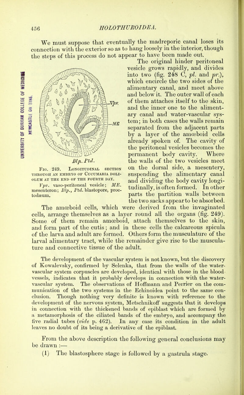 We must suppose that eventually the madreporic canal loses its connection with the exterior so as to hang loosely in the interior, though the steps of this process do not appear to have been made out. ^ The original hinder peritoneal vesicle grows rapidly, and divides into two (fig. 248 C, 'pl. and pr.), which encircle the two sides of the alimentary canal, and meet above and below it. The outer wall of each of them attaches itself to the skin, and the inner one to the aliment- ary canal and water-vascular sys- tem; in both cases the walls remain separated from the adjacent parts by a layer of the amoeboid cells already spoken of. The cavity of the peritoneal vesicles becomes the permanent body cavity. Where the walls of the two vesicles meet the dorsal side, a mesentery, ME Blp. Ftcl. Fict. 249. Longitudinal section through an embeto of cucumaeia doli- olum at the end of the fourth dat. Vpv. vaso-peritoneal vesicle; ME. mesenteron; Blp., PtcZ. blastopore, proc- todaeum. on suspending the alimentary canal and dividing the body cavity longi- tudinally, is often formed. In other parts the partition walls between the two sacks appear to be absorbed. The amoeboid cells, which were derived from the invaginated cells, arrange themselves as a layer round all the organs (fig. 249). Some of them remain amoeboid, attach themselves to the skin, and form part of the cutis; and in these cells the calcareous spicula of the larva and adult are formed. Others form the musculature of the larval alimentary tract, while the remainder give rise to the muscula- ture and connective tissue of the adult. The development of the vascular system is not known, but the discovery of Kowalevsky, confirmed by Selenka, that from the walls of the water- vascular system corpuscles are developed, identical with those in the blood- vessels, indicates that it probably develops in connection with the water- vascular system. The observations of Hoffmann and Perrier on the com- munication of the two systems in the Echinoidea point to the same con- clusion. Though nothing very definite is known with reference to the development of the nervous system, Metschnikoff' suggests that it develops in connection with the thickened bands of epiblast which are formed by a metamorphosis of the ciliated bands of the embryo, and accompany the five radial tubes {vide p. 462). In any case its condition in the adult leaves no doubt of its being a derivative of the epiblast. From the above description the following general conclusions may be drawn :— (1) The blastosphere stage is followed by a gastrula stage.