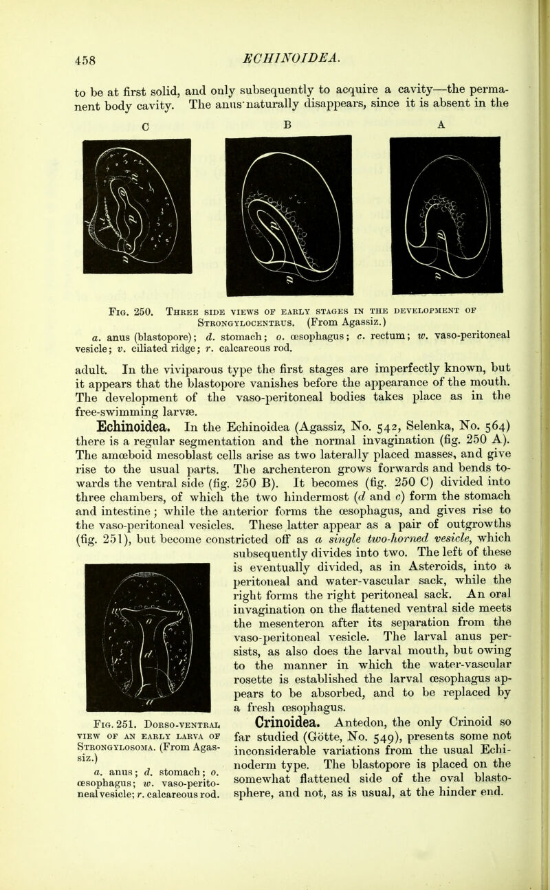 to be at first solid, and only subsequently to acquire a cavity—the perma- nent body cavity. The anus'naturally disappears, since it is absent in the C B A Fig. 250. Thbee side views of early stages in the development of Strongylocentrus. (From Agassiz.) a. anus (blastopore); d. stomach; o. oesophagus; c. rectum; w. vaso-peritoneal V. ciliated ridge; r. calcareous rod. vesicle adult. In the viviparous type the first stages are imperfectly known, but it appears that the blastopore vanishes before the appearance of the mouth. The development of the vaso-peritoneal bodies takes place as in the free-swimming larvae. Echinoidea. In the Echinoidea (Agassiz, No. 542, Selenka, No. 564) there is a regular segmentation and the normal invagination (fig. 250 A). The amoeboid mesoblast cells arise as two laterally placed masses, and give rise to the usual parts. The archenteron grows forwards and bends to- wards the ventral side (fig. 250 B). It becomes (fig. 250 C) divided into three chambers, of which the two hindermost {d and c) form the stomach and intestine; while the anterior forms the oesophagus, and gives rise to the vaso-peritoneal vesicles. These latter appear as a pair of outgrowths (fig. 251), but become constricted off as a single two-horned vesicle, which subsequently divides into two. The left of these is eventually divided, as in Asteroids, into a peritoneal and water-vascular sack, while the right forms the right peritoneal sack. An oral invagination on the flattened ventral side meets the mesenteron after its separation from the vaso-peritoneal vesicle. The larval anus per- sists, as also does the larval mouth, but owing to the manner in which the water-vascular rosette is established the larval oesophagus ap- pears to be absorbed, and to be replaced by a fresh oesophagus. Crinoidea. Antedon, the only Crinoid so far studied (Gotte, No. 549), presents some not inconsiderable variations from the usual Echi- noderm type. The blastopore is placed on the somewhat flattened side of the oval blasto- sphere, and not, as is usual, at the hinder end. Fig. 251. Dorso-ventral VIEW OP an early larva of Strongylosoma. (From Agas- siz.) a. anus; d. stomach; 0. oesophagus; w. vaso-perito- neal vesicle; r. calcareous rod.