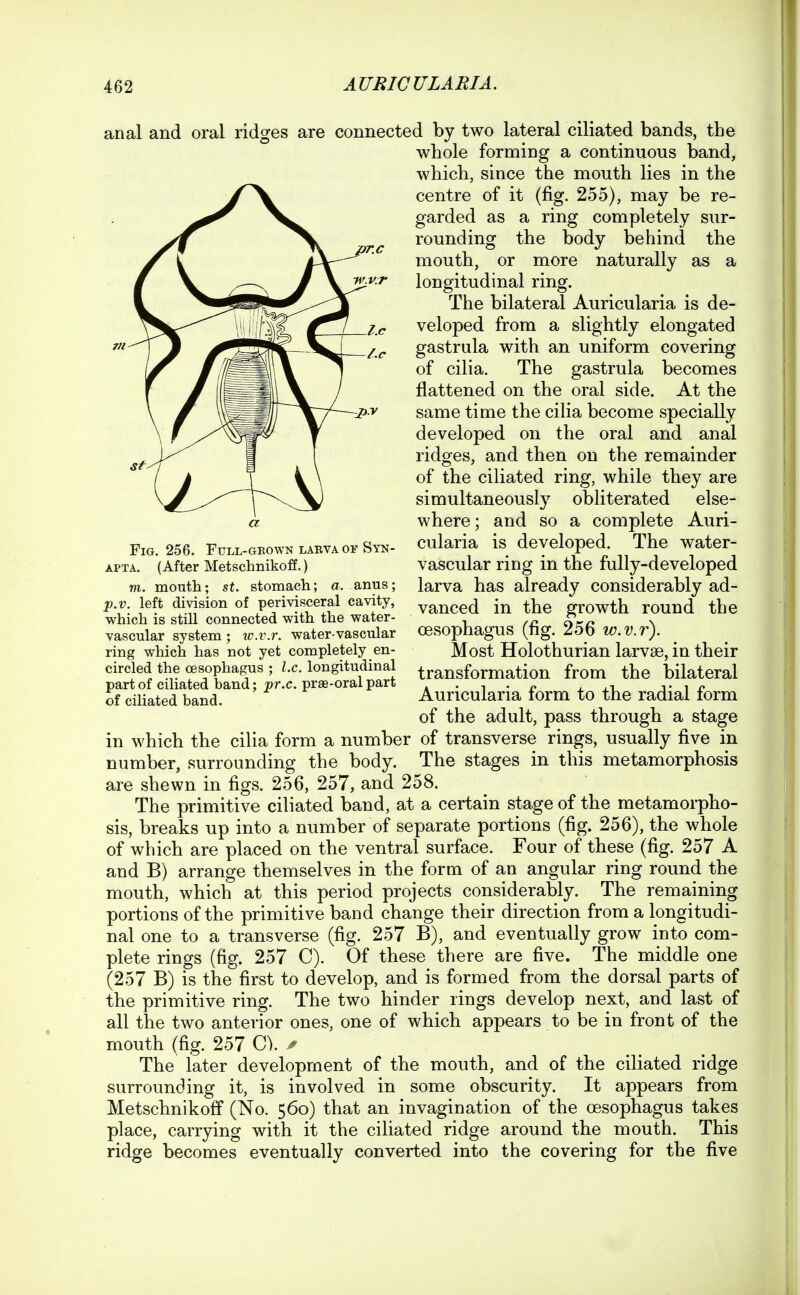 anal and oral ridges are connected by two lateral ciliated bands, the whole forming a continuous band, which, since the mouth lies in the centre of it (fig. 255), may be re- garded as a ring completely sur- rounding the body behind the mouth, or more naturally as a longitudinal ring. The bilateral Auricularia is de- veloped from a slightly elongated gastrula with an uniform covering of cilia. The gastrula becomes flattened on the oral side. At the same time the cilia become specially developed on the oral and anal ridges, and then on the remainder of the ciliated ring, while they are simultaneously obliterated else- where ; and so a complete Auri- cularia is developed. The water- vascular ring in the fully-developed larva has already considerably ad- vanced in the growth round the oesophagus (fig. 256 w.v.r). Most Holothurian larvae, in their transformation from the bilateral Auricularia form to the radial form of the adult, pass through a stage in which the cilia form a number of transverse rings, usually five in number, surrounding the body. The stages in this metamorphosis are shewn in figs. 256, 257, and 258. The primitive ciliated band, at a certain stage of the metamorpho- sis, breaks up into a number of separate portions (fig. 256), the whole of which are placed on the ventral surface. Four of these (fig. 257 A and B) arrange themselves in the form of an angular ring round the mouth, which at this period projects considerably. The remaining portions of the primitive band change their direction from a longitudi- nal one to a transverse (fig. 257 B), and eventually grow into com- plete rings (fig. 257 C). Of these there are five. The middle one (257 B) is the first to develop, and is formed from the dorsal parts of the primitive ring. The two hinder rings develop next, and last of all the two anterior ones, one of which appears to be in front of the mouth (fig. 257 G). ^ The later development of the mouth, and of the ciliated ridge surrounding it, is involved in some obscurity. It appears from Metschnikoff (No. 560) that an invagination of the oesophagus takes place, carrying with it the ciliated ridge around the mouth. This ridge becomes eventually converted into the covering for the five Fig. 256. Full-grown larva of Syn- APTA. (After Metschnikoff.) m. mouth; st. stomach; a. anus; p.v. left division of perivisceral cavity, which is still connected with the water- vascular system ; lo.v.r. water-vascular ring which has not yet completely en- circled the oesophagus ; Ix. longitudinal part of ciliated hand; pr.c. prae-oral part of ciliated band.