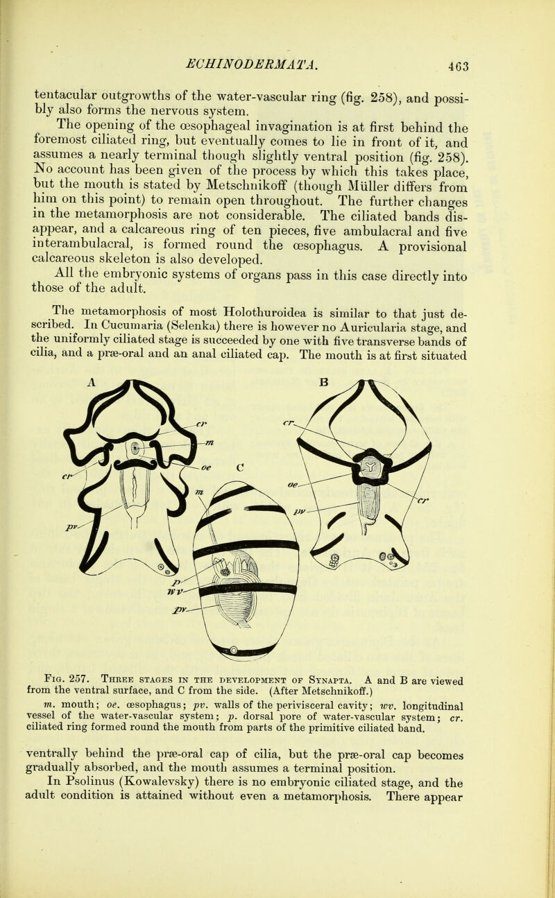 tentacular outgrowths of the water-vascular ring (fig. 258), and possi- bly also forms the nervous system. The opening of the oesophageal invagination is at first behind the foremost ciliated ring, but eventually comes to lie in front of it, and assumes a nearly terminal though slightly ventral position (fig. 258). No account has been given of the process by which this takes place, but the mouth is stated by Metschnikoff (though Miiller differs from him on this point) to remain open throughout. The further changes in the metamorphosis are not considerable. The ciliated bands dis- appear, and a calcareous ring of ten pieces, five ambulacral and five interambulacral, is formed round the oesophagus. A provisional calcareous skeleton is also developed. All the embryonic systems of organs pass in this case directly into those of the adult. The metamorphosis of most Holothuroidea is similar to that just de- scribed. In Cucumaria (Selenka) there is however no Auricularia stage, and the uniformly ciliated stage is succeeded by one with five transverse bands of cilia, and a prse-oral and an anal ciliated cap. The mouth is at first situated Fig. 257. Three stages in the development of Synapta. A and B are viewed from the ventral surface, and C from the side. (After Metschnikoff.) m. mouth; oe. cesophagus; jov. walls of the perivisceral cavity; wv. longitudinal vessel of the water-vascular system; -p. dorsal pore of water-vascular system; cr. ciliated ring formed round the mouth from parts of the primitive ciliated band. ventrally behind the prse-oral cap of cilia, but the prjB-oral cap becomes gradually absorbed, and the mouth assumes a terminal position. In Psolinus (Kowalevsky) there is no embryonic ciliated stage, and the adult condition is attained without even a metamorphosis. There appear