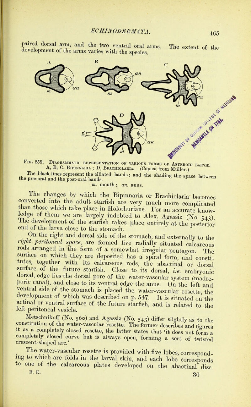 465 paired dorsal arm, and the two ventral oral arms. The extent of the development of the arms varies with the species. Fig. 259. Diagrammatic representation op various forms of Asteroid lary^ A, B, C, Bipinnaria ; D, Brachiolaria. (Copied from Muller.) The black lines represent the ciliated bands; and the shading the space between the pr£e-oral and the post-oral bands. ^ oeiween m. mouth; an. anus. The changes by which the Bipinnaria or Brachiolaria becomes converted into the adult starfish are very much more complicated than those which take place in Holothurians. For an accurate know- ledge of them we are largely indebted to Alex. Agassiz (No ^4:?) ihe development of the starfish takes place entirely at the posterior end of the larva close to the stomach. On the right and dorsal side of the stomach, and externally to the right peritoneal space, are formed five radially situated calcareous rods arranged m the form of a somewhat irregular pentagon The surface on which they are deposited has a spiral form, and consti- tutes, together with its calcareous rods, the abactinal or dorsal surface of the future starfish. Close to its dorsal, i.e. embryonic dorsal, edge lies the dorsal pore of the water-vascular system (madre- pone canal), and close to its ventral edge the anus. On the left and ventral side of the stomach is placed the water-vascular rosette the development of which was described on p. 547. It is situated on the actmal or ventral surface of the future starfish, and is related to the lelt peritoneal vesicle. Metschnikoff {No. 560) and Agassiz (No. 543) differ slightly as to the constitution of the water-vascular rosette. The former describes and fio-ures it as a completely closed rosette, the latter states that 4t does not form a completely closed curve but is always open, forming a sort of twisted crescent-shaped arc' ^ The water-vascular rosette is provided with five lobes correspond mg to which are folds in the larval skin, and each lobe corresponds to one of the calcareous plates developed on the abactinal disc. B. E.