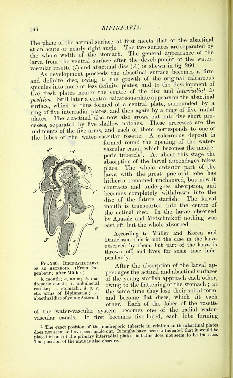 The plane of the actinal surface at first meets that of the abactmal at an acute or nearly right angle. The two surfaces are separated by the whole width of the stomach. The general appearance ot the larva from the ventral surface after the development of the water- vascular rosette (i) and abactinal disc {A) is shewn m fig. 260. As development proceeds the abactmal surface becomes a tirm and definite disc, owing to the growth of the original calcareous spicules into more or less definite plates, and to the development ot five fresh plates nearer the centre of the disc and interradial^ in position. Still later a central calcareous plate appears on the abactmal surface, which is thus formed of a central plate, surrounded by a ring of five interradial plates, and then again by a ring of five radial plates The abactinal disc now also grows out into five short pro- cesses, separated by five shallow notches. These processes are the rudiments of the five arms, and each of them corresponds to one ol the lobes of the water-vascular rosette. A calcareous deposit is formed round the opening of the water- vascular canal, which becomes the madre- poric tubercle \ At about this stage the absorption of the larval appendages takes place. The whole anterior part of the larva with the great prse-oral lobe has hitherto remained unchanged, but now it contracts and undergoes absorption, and becomes completely withdrawn into the disc of the future starfish. The larval mouth is transported into the centre of the actinal disc. In the larvae observed by Agassiz and Metschnikoff nothing was cast off, but the whole absorbed. According to Muller and Koren and Danielssen this is not the case in the larva observed by them, but part of the larva is thrown off, and lives for some time inde- pendently. After the absorption of the larval ap- pendages the actinal and abactinal surfaces of the young starfish approach each other, owing to the flattening of the stomach ; at the same time they lose their spiral form, and become flat discs, which fit each other. Each of the lobes of the rosette of the water-vascular system becomes one of the radial water- vascular canals. It first becomes five-lobed, each lobe forming 1 The exact position of the madreporic tuhercle in relation to the abactinal plates does not seem to have been made out. It might have been anticipated that it would be placed in one of the primary interradial plates, but this does not seem to be the case. The position of the anus is also obscure. Fig. 260. Bipinnaria larva OF AN Asteroid. (From Ge- genbaur; after Miiller.) h. mouth; a. anus; h. ma- dreporic canal; i. ambulacral rosette; c. stomach; d. g. e. etc. arms of Bipinnaria; A. abactinal disc of young Asteroid.