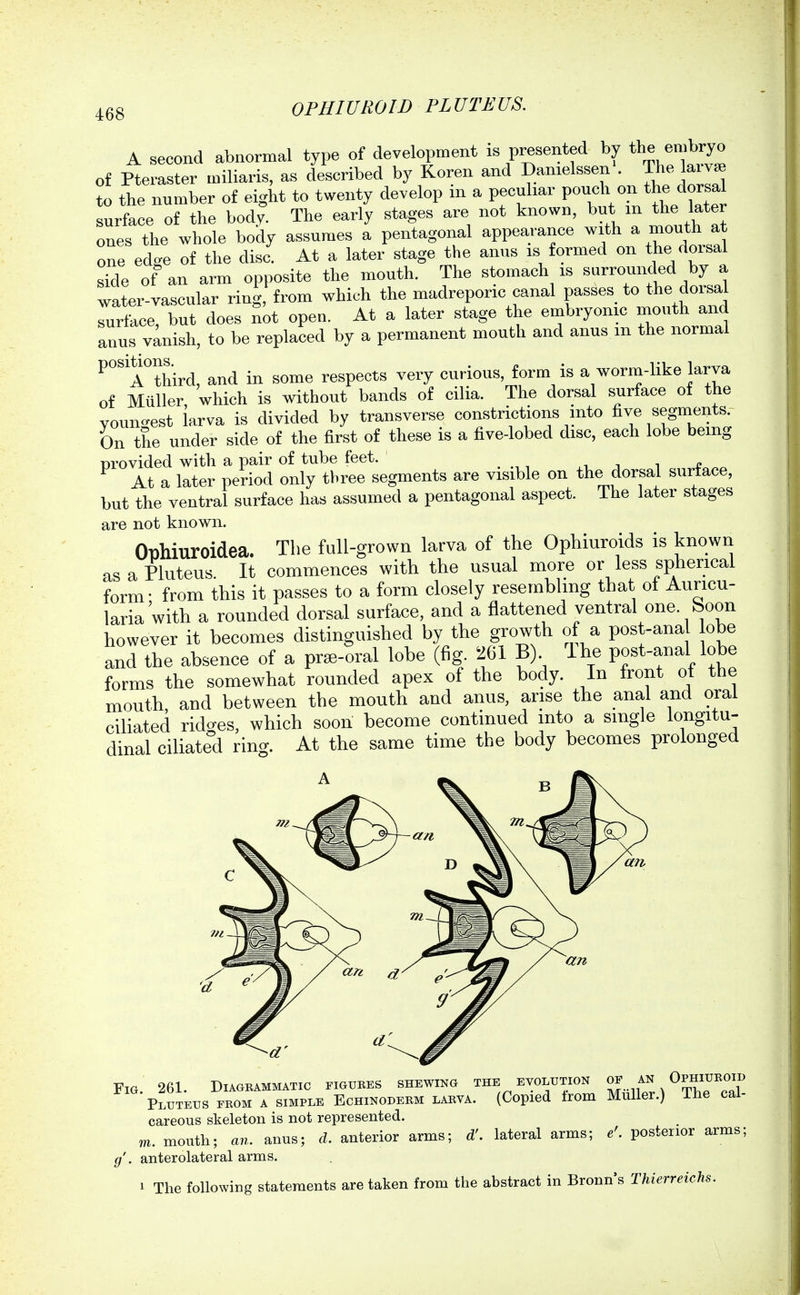 A second abnormal type of development is presented by the embryo of Pte aster miliaris, as described by Koren and I)amelssen\ The larv^ to the number of eight to twenty develop in a peculiar P^f surface of the body. The early stages are not known, but m the later ones the whole body assumes a pentagonal appearance with ^ ^^outh at one ed^e of the disc. At a later stage the anus is formed on the dorsal side of an arm opposite the mouth. The stomach is surrounded by a water-vascular ring, from which the madreponc canal passes to tbe dorsal surface, but does not open. At a later stage the embryonic mouth and anus vanish, to be replaced by a permanent mouth and anus m the normal ^'Tthird, and in some respects very curious, form is a worm-like larva of Miiller which is without bands of cilia. The dorsal surface of the youngest larva is divided by transverse constrictions into ^^gj^^^^^^ On the under side of the first of these is a five-lobed disc, each lobe being provided with a pair of tube feet. At a later period only three segments are visible on the dorsal surface, but the ventral surface has assumed a pentagonal aspect. The later stages are not known. Ophmroidea. The fall-grown larva of the Opbiuroids is known asaPluteus It commences with the usual more or less spherical form- from this it passes to a form closely resembling that ot Auricu- laria with a rounded dorsal surface, and a flattened ventral one. Soon however it becomes distinguished by the growth of a post-ana obe and the absence of a pr^-oral lobe (fig. 261 B) Ihe post-anal lobe forms the somewhat rounded apex of the body. In front of the mouth and between the mouth and anus, arise the anal and oral ciliated ridges, which soon become continued into a single longitu- dinal ciliated ring. At the same time the body becomes prolonged Fig. 261. Diagrammatic figures shewing the evolution an Ophiuroid Pluteus from a simple Eghinoderm larva. (Copied trom Muller.) The cal- careous skeleton is not represented, m. mouth; an. anus; d. anterior arms; d'. lateral arms; e'. posterior arms; g'. anterolateral arms. 1 The following statements are taken from the abstract in Bronn's Thierreichs.