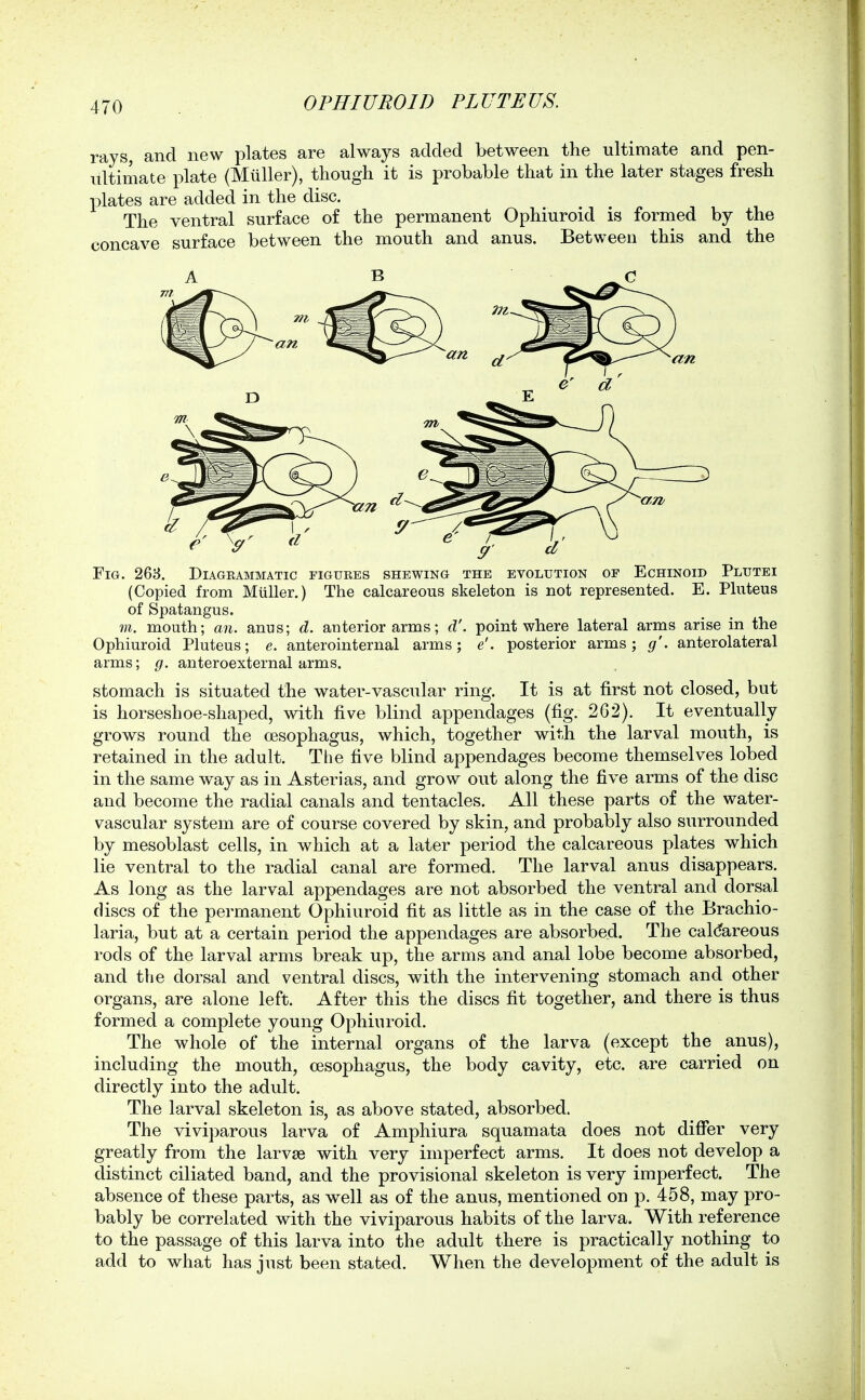 rays, and new plates are always added between the ultimate and pen- ultimate plate (Miiller), though it is probable that in the later stages fresh plates are added in the disc. The ventral surface of the permanent Ophiuroid is formed by the concave surface between the mouth and anus. Between this and the 9 Fig. 268. Diagrammatic figures shewing the evolution of Echinoid Plutei (Copied from Miiller.) The calcareous skeleton is not represented. E. Pluteus of Spatangus. m. mouth; an. anus; d. anterior arms; d'. point where lateral arms arise in the Ophiuroid Pluteus; e. anterointernal arms; e'. posterior arms; g'. anterolateral arms; g. anteroexternal arms. stomach is situated the water-vascular ring. It is at first not closed, but is horseshoe-shaped, with five blind appendages (fig. 262). It eventually grows round the oesophagus, which, together with the larval mouth, is retained in the adult. The five blind appendages become themselves lobed in the same way as in Asterias, and grow out along the five arms of the disc and become the radial canals and tentacles. All these parts of the water- vascular system are of course covered by skin, and probably also surrounded by mesoblast cells, in which at a later period the calcareous plates which lie ventral to the radial canal are formed. The larval anus disappears. As long as the larval appendages are not absorbed the ventral and dorsal discs of the permanent Ophiuroid fit as little as in the case of the Brachio- laria, but at a certain period the appendages are absorbed. The calcfareous rods of the larval arms break up, the arms and anal lobe become absorbed, and the dorsal and ventral discs, with the intervening stomach and other organs, are alone left. After this the discs fit together, and there is thus formed a complete young Ophiuroid. The whole of the internal organs of the larva (except the anus), including the mouth, oesophagus, the body cavity, etc. are carried on directly into the adult. The larval skeleton is, as above stated, absorbed. The viviparous larva of Amphiura squamata does not diflbr very greatly from the larvae with very imperfect arms. It does not develop a distinct ciliated band, and the provisional skeleton is very imperfect. The absence of these parts, as well as of the anus, mentioned on p. 458, may pro- bably be correlated with the viviparous habits of the larva. With reference to the passage of this larva into the adult there is practically nothing to add to what has just been stated. When the development of the adult is