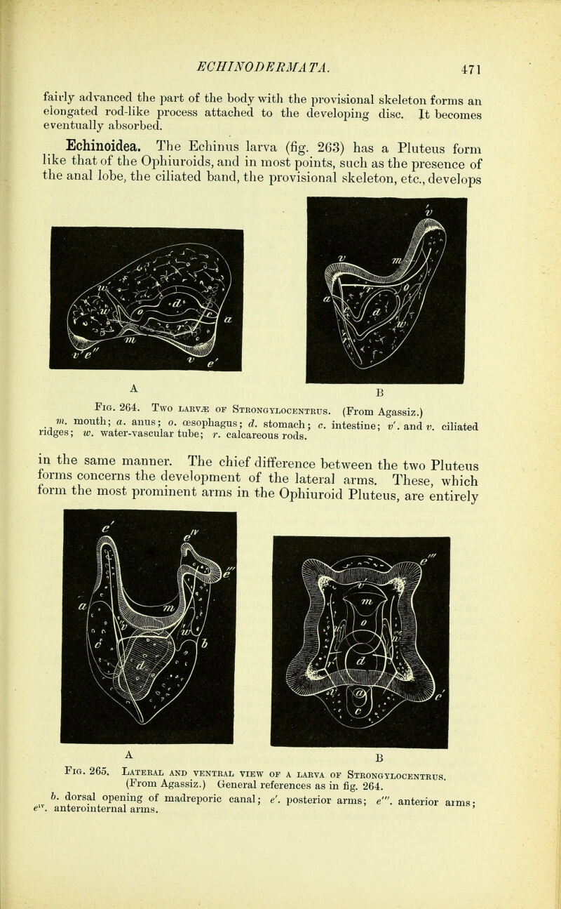 fairly advanced the part of the body with the provisional skeleton forms an elongated rod-like process attached to the developing disc. It becomes eventually absorbed. Echinoidea. The Echinus larva (fig. 263) has a Pluteus form like that of the Ophiuroids, and in most points, such as the presence of the anal lobe, the ciliated band, the provisional skeleton, etc., develops ridge Two LAKv^ OF Strongylocenteus. (From Agassiz.) anus; 0. oesophagus; d. stomach; c. intestine; ?/. and w. water-vascular tube; r. calcareous rods. ciliated in the same manner. The chief difference between the two Pluteus forms concerns the development of the lateral arms. These which form the most prominent arms in the Ophiuroid Pluteus, are entirely A B Lateral and ventral view of a larva of Strongylocentrus. Fig. 265. {From Agassiz.) General references as in fig. 264. h. dorsal opening of madreporic canal; e'. posterior arms; e' e'. anterointernal arms. anterior arms;