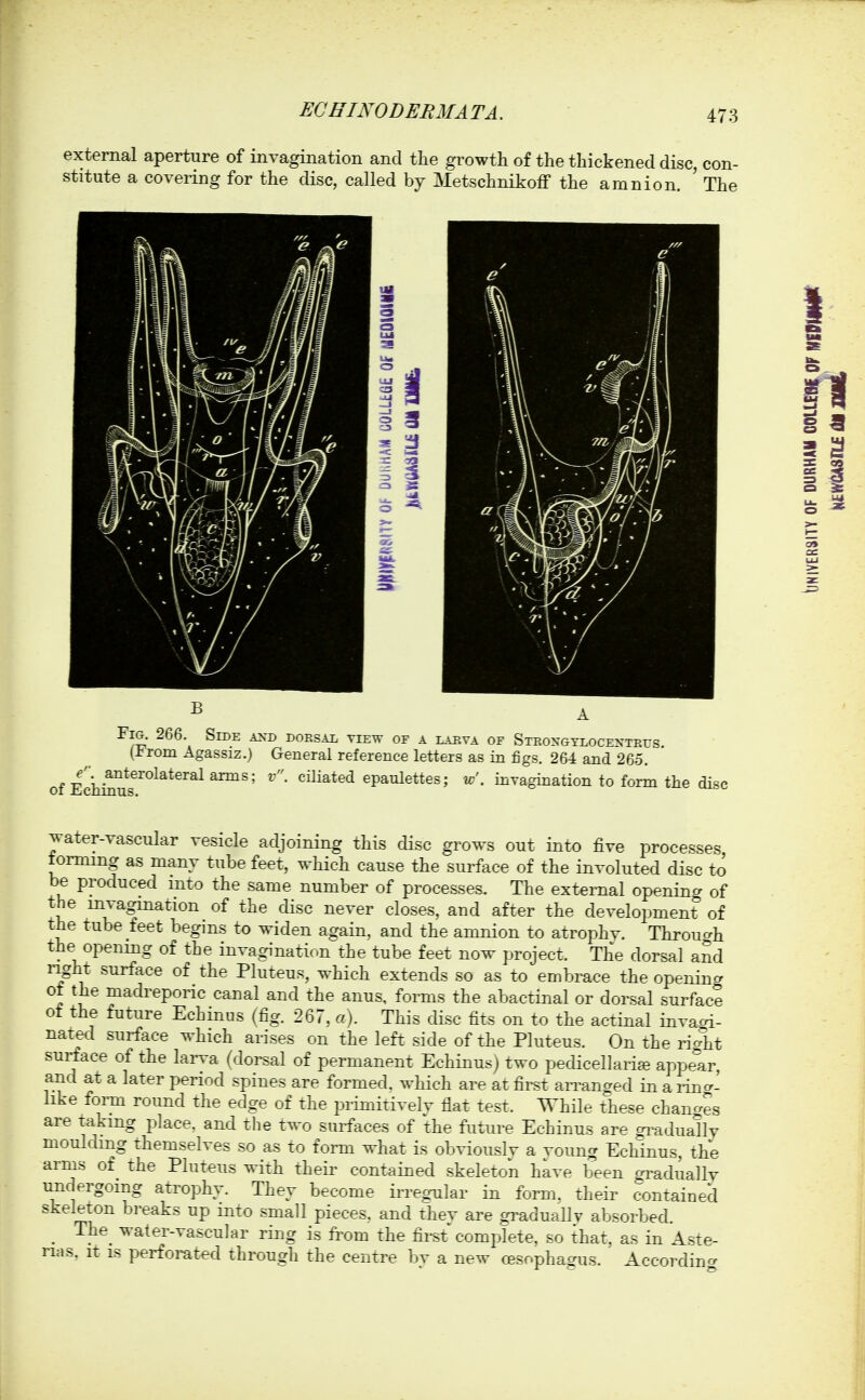 external aperture of invagmation and the growth of the thickened disc, con- stitute a covering for the disc, called by Metschnikoff the amnion. ' The of Echinus Fig. 266. Side axd doesal view of a laeva of Steoxgtlocexteus. (Irom Agassiz.) General reference letters as in figs. 264 and 265. _anterolateral ai-ms: r. ciliated epaulettes; u-'. invagination to form the disc water-vascular vesicle adjoining this disc grows out into five processes tonning as many tube feet, which cause the surface of the involuted disc to be produced into the same number of processes. The external openincr of the mvagmation of the disc never closes, and after the development of the tube feet begins to widen again, and the amnion to atrophv. Throuah the openmg of the invagination the tube feet now project. The dorsal aSd right surface of the Pluteus, which extends so as to embrace the openincr ot the madreporic canal and the anus, forms the abactinal or dorsal surface of the future Echinus (fig. 267, a). This disc fits on to the actinal inraoi- nated surface which arises on the left side of the Pluteus. On th^ ri^/'ht surface of the lai-va (dorsal of permanent Echinusj two pecUcellarife app4r, and at a later period spines are formed, which are at first aiTancred in a TiiJ- like fonn round the edge of the primitivelv flat test. While thesf- chano-es are taking place, and the two surfaces of the future Echinus are crra Juallv moulding themselves so as to fonn what is obviouslv a voung Echinus, tlip arms of the Pluteus with theii' contained skeleton have been crrarlnallv undergoing ati^ophy. They become irregular in forai. their contained skeleton bi-eaks up into small pieces, and thev are gi^aduallv absorbed. _ The^ water-vascular ring is fi^om the fir^/complete, so that. a> in A>tP- rias, It is perforated through the centre bv a new cesr.pbacfus. Accordinr^