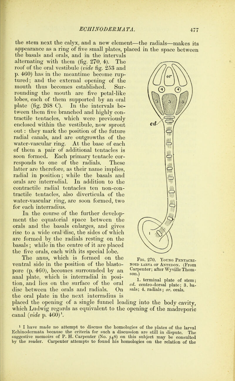 the stem next the calyx, and a new element—the radials—makes its appearance as a ring of five small plates, placed in the space between the basals and orals, and in the intervals alternating with them (fig. 270, 4). The roof of the oral vestibule {vide fig. 253 and p. 460) has in the meantime become rup- tured; and the external openiug of the mouth thus becomes established. Sur- rounding the mouth are five petal-like lobes, each of them supported by an oral plate (fig. 268 C). In the intervals be- tween them five branched and highly con- tractile tentacles, which were previously enclosed within the vestibule, now sprout out : they mark the position of the future radial canals, and are outgrowths of the water-vascular ring. At the base of each of them a pair of additional tentacles is soon formed. Each primary tentacle cor- responds to one of the radials. These latter are therefore, as their name implies, radial in position; while the basals and orals are interradial. In addition to the contractile radial tentacles ten non-con- tractile tentacles, also diverticula of the water-vascular ring, are soon formed, two for each interradius. In the course of the further develop- ment the equatorial space between the orals and the basals enlarges, and gives rise to a wide oral disc, the sides of which are formed by the radials resting on the basals ; while in the centre of it are placed the five orals, each with its special lobe. The anus, which is formed on the ventral side in the position of the blasto- pore (p. 460), becomes surrounded by an anal plate, which is interradial in posi- tion, and lies on the surface of the oral disc between the orals and radials. On the oral plate in the next interradius is placed the opening of a single funnel leading into the body cavity, which Ludwig regards as equivalent to the opening of the madreporic canal {vide p. 460) \ Fig. 270. Young Pentacki- NoiD LAKVA OF Antedon. (From Carpenter; after WyvilleThom- son.) 1. terminal plate of stem; cd. centro-dorsal plate; 3. ba- sals ; 4. radials: or. orals. 1 I have made no attempt to discuss the homologies of the plates of the larval Echinodermata because the criteria for such a discussion are still in dispute. The suggestive memoirs of P. H. Carpenter (No. 548) on this subject may be consulted by the reader. Carpenter attempts to found his homologies on the relation of the