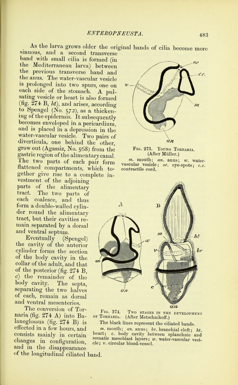 an Fig, 273. Young Toenakia. (After Miiller.) m, mouth; an. anus; w. water- vascular vesicle; oc, eye-spots; c.c. contractile cord. As the larva grows older the original bands of cilia become more smuous, and a second transverse band with small cilia is formed (in the Mediterranean larva) between the previous transverse band and the anus. The water-vascular vesicle is prolonged into two spurs, one on each side of the stomach. A pul- sating vesicle or heart is also formed (fig. 274 B, hi), and arises, according to Spengel (No. 572), as a thicken- ing of the epidermis. It subsequently becomes enveloped in a pericardium, and is placed in a depression in the water-vascular vesicle. Two pairs of diverticula, one behind the other, grow out (Agassiz, No. 568) from the gastric region of the alimentary canal The two parts of each pair form flattened compartments, which to- gether give rise to a complete in- vestment of the adjoining parts of the alimentary tract. The two parts of each coalesce, and thus form a double-walled cylin- der round the alimentary tract, but their cavities re- main separated by a dorsal and ventral septum. Eventually (Spengel) the cavity of the anterior cylinder forms the section of the body cavity in the collar of the adult, and that of the posterior (fig. 274 B, c) the remainder of the body cavity. The septa, separating the two halves of each, remain as dorsal and ventral mesenteries. The conversion of Tor- naria (fig. 274 A) into Ba- lanoglossus (fig. 274 B) is effected in a few hours, and consists mainly in certain changes in configuration, and in the disappearance of the longitudinal ciliated band. Fig. 274. Two stages in the development OF Toenaria. (After Metschnikoff.) The black lines represent the ciliated bands. m. mouth; an. anus; hr. branchial cleft; ht. heart; c. body cavity between splanchnic and somatic mesoblast layers; w. water-vascular vesi- cle; V. circular blood-vessel.
