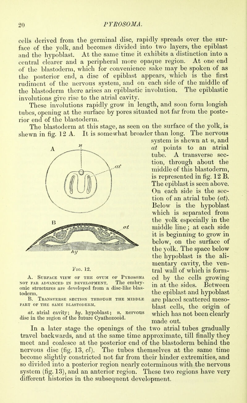 cells derived from the germinal disc, rapidly spreads over the sur- face of the yolk, and becomes divided into two layers, the epiblast and the hypoblast. At the same time it exhibits a distinction into a central clearer and a peripheral more opaque region. At one end of the blastoderm, which for convenience sake may be spoken of as the posterior end, a disc of epiblast appears, which is the first rudiment of the nervous system, and on each side of the middle of the blastoderm there arises an epiblastic involution. The epiblastic involutions give rise to the atrial cavity. These involutions rapidly grow in length, and soon form longish tubes, opening at the surface by pores situated not far from the poste- rior end of the blastoderm. The blastoderm at this stage, as seen on the surface of the yolk, is shewn in fig. 12 A. It is somewhat broader than long. The nervous system is shewn at n, and at points to an atrial tube. A transverse sec- tion, through about the middle of this blastoderm, is represented in fig. 12 B. The epiblast is seen above. On each side is the sec- tion of an atrial tube {at). Below is the hypoblast which is separated from the yolk especially in the middle line; at each side it is beginning to grow in below, on the surface of the yolk. The space below the hypoblast is the ali- mentary cavity, the ven- tral wall of which is form- ed by the cells growing in at the sides. Between the epiblast and hypoblast are placed scattered meso- blast cells, the origin of which has not been clearly made out. In a later stage the openings of the two atrial tubes gradually travel backwards, and at the same time approximate, till finally they meet and coalesce at the posterior end of the blastoderm behind the nervous disc (fig. 13, cl). The tubes themselves at the same time become slightly constricted not far from their hinder extremities, and so divided into a posterior region nearly coterminous with the nervous system (fig. 13), and an anterior region. These two regions have very different histories in the subsequent development. Fig. 12. A. SUKFACE VIEW OF THE OVUM OF PyROSOMA NOT FAR ADVANCED IN DEVELOPMENT, The embry- onic structures are developed from a disc-like blas- toderm. B. Transverse section through the middle PART OF THE SAME BLASTODERM. at. atrial cavity; hy. hypoblast; n. nervous disc in the region of the future Cyathozooid.