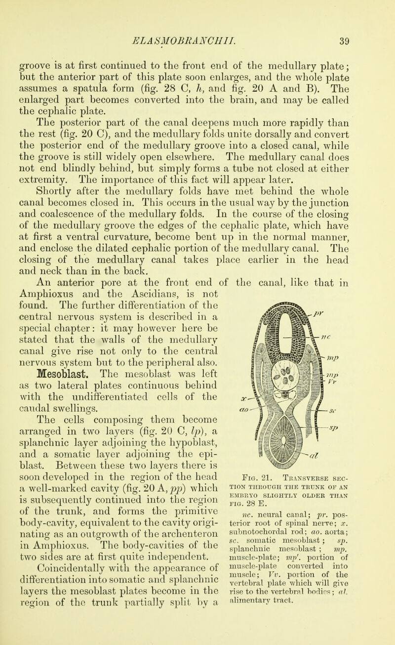 groove is at first continued to the front end of the medullary plate; but the anterior part of this plate soon enlarges, and the whole plate assumes a spatula form (fig. 28 C, and fig. 20 A and B). The enlarged part becomes converted into the brain, and may be called the cephalic plate. The posterior part of the canal deepens much more rapidly than the rest (fig. 20 C), and the medullary folds unite dorsally and convert the posterior end of the medullary groove into a closed canal, while the groove is still widely open elsewhere. The medullary canal does not end blindly behind, but simply forms a tube not closed at either extremity. The importance of this fact will appear later. Shortly after the medullary folds have met behind the whole canal becomes closed in. This occurs in the usual way by the junction and coalescence of the medullary folds. In the course of the closing of the medullary groove the edges of the cephalic plate, which have at first a ventral curvature, become bent up in the normal manner, and enclose the dilated cephalic portion of the medullary canal. The closing of the medullary canal takes place earlier in the head and neck than in the back. An anterior pore at the front end of the canal, like that in Amphioxus and the Ascidians, is not found. The further differentiation of the central nervous system is described in a special chapter: it may however here be stated that the walls of the medullary canal give rise not only to the central nervous system but to the peripheral also. Mesoblast. The mesoblast was left as two lateral plates continuous behind with the undifferentiated cells of the caudal swellings. The cells composing them become arranged in two layers (fig. 20 C, a splanchnic layer adjoining the hypoblast, and a somatic layer adjoining the epi- blast. Between these two layers there is soon developed in the region of the head a well-marked cavity (fig. 20 A, pjy) which is subsequently continued into the region of the trunk, and forms the primitive body-cavity, equivalent to the cavity origi- nating as an outgrowth of the archenteron in Amphioxus. The body-cavities of the two sides are at first quite independent. Coincidentally with the appearance of differentiation into somatic a.nd splanchnic layers the mesoblast plates become in the region of the trunk partially split l)y a Fig. 21, Transveese sec- tion THROUGH the TRUNK OF AN EMBRYO SLIGHTLY OLDER THAN FIG. 28 E. nc. neural canal; 'j)!'. pos- terior root of spinal nerve; x. subnotochordal rod; ao. aorta; sc. somatic mesoblast ; sj). splanchnic mesoblast ; mj). muscle-plate; mj)'. portion of muscle-plate converted into muscle; Vv. portion of the vertebral plate which will give rise to the vertebral bodies; ah alimentary tract.