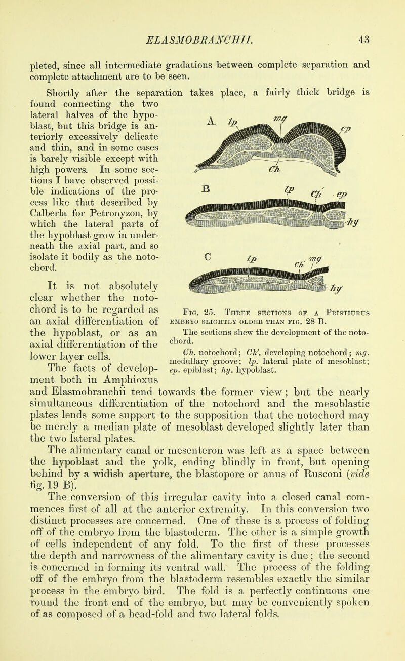 pleted, since all intermediate gradations between complete separation and complete attachment are to be seen. Shortly after the separation takes place, a fairly thick bridge is found connecting the two lateral halves of the hypo- blast, but this bridge is an- teriorly excessively delicate and thin, and in some cases is barely visible except with high powers. In some sec- tions I have observed possi- ble indications of the pro- cess like that described by Calberla for Petronyzon, by which the lateral parts of the hypoblast grow in under- neath the axial part, and so isolate it bodily as the noto- chord. It is not absolutely clear whether the noto- chord is to be regarded as an axial differentiation of the hypoblast, or as an axial differentiation of the lower layer cells. The facts of develop- ment both in Amphioxus and Elasmobranchii tend towards the former view ; but the nearly simultaneous differentiation of the notocliord and the mesoblastic plates lends some support to the supposition that the notochord may be merel}^ a median plate of mesoblast developed slightly later than the two lateral plates. The alimentary canal or mesenteron was left as a space between the hjrpoblast and the yolk, ending blindly in front, but opening behind by a widish aperture, the blastopore or anus of Rusconi {vide %. 19 B). The conversion of this irregular cavity into a closed canal com- mences first of all at the anterior extremity. In this conversion two distinct processes are concerned. One of these is a process of folding off of the embryo from the blastoderm. The other is a simple growth of cells independent of any fold. To the first of these processes the depth and narrowness of the alimentary cavity is due; the second is concerned in forming its ventral wall. The process of the folding off of the embryo from the blastoderm resembles exactly the similar process in the embryo bird. The fold is a perfectly continuous one round the front end of the embryo, but may be conveniently spoken of as composed of a head-fold and two lateral folds. Fig. 25. Three sections of a Pristiurus embryo slightly older than fig. 28 b. The sections shew the development of the noto- chord. C/i. notochord; Ch', developing notochord; mg. medullary groove; Ip. lateral plate of mesoblast; ej). epiblast; liy. hypoblast.