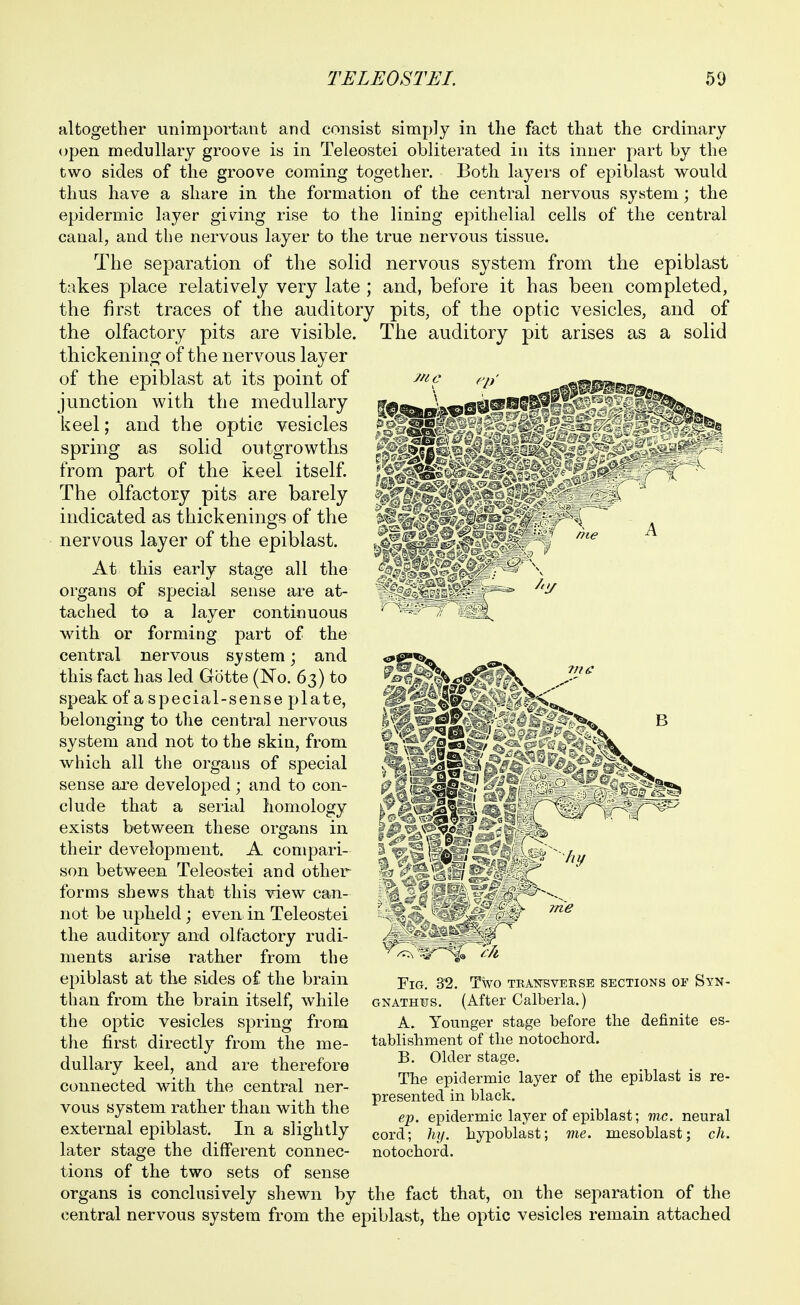 altogether unimportant and consist simply in the fact that the ordinary <>pen medullary groove is in Teleostei obliterated in its inner part by the two sides of the groove coming together. Both layers of epiblast would thus have a share in the formation of the central nervous system; the epidermic layer giving rise to the lining epithelial cells of the central canal, and the nervous layer to the true nervous tissue. The separation of the solid nervous system from the epiblast takes place relatively very late ; and, before it has been completed, the first traces of the auditory pits, of the optic vesicles, and of the olfactory pits are visible. The auditory pit arises as a solid thickenino^ of the nervous layer of the epiblast at its point of junction with the medullary keel; and the optie vesicles spring as solid outgrowths from part of the keel itself. The olfactory pits are barely indicated as thickenings of the nervous layer of the epiblast. At this early stage all the organs of special sense are at- tached to a layer continuous with or forming part of the central nervous system; and this fact has led Gotte (No. 63) to speak of a special-sense plate, belonging to the central nervous system and not to the skin, from which all the organs of special sense are developed; and to con- clude that a serial homology exists between these organs in their development. A compari- son between Teleostei and other forms shevv^s that this view can- not be upheld ; even in Teleostei the auditory and olfactory rudi- ments arise rather from the epiblast at the sides of the brain than from the brain itself, while the optic vesicles spring from the first directly from the me- dullary keel, and are therefore connected with the central ner- vous system rather than with the external epiblast. In a slightly later stage the different connec- tions of the two sets of sense organs is conclusively shewn by the fact that, on the sejiaration of the central nervous system from the epiblast, the optic vesicles remain attached \mmmm Fig, 32. Two tranbvekse sections of Syn- GNATHUS. (After Calberla.) A. Younger stage before the definite es- tablishment of the notochord. B. Older stage. The epidermic layer of the epiblast is re- presented in black. ep. epidermic layer of epiblast; inc. neural cord; hij. hypoblast; me. mesoblast; ch. notochord.