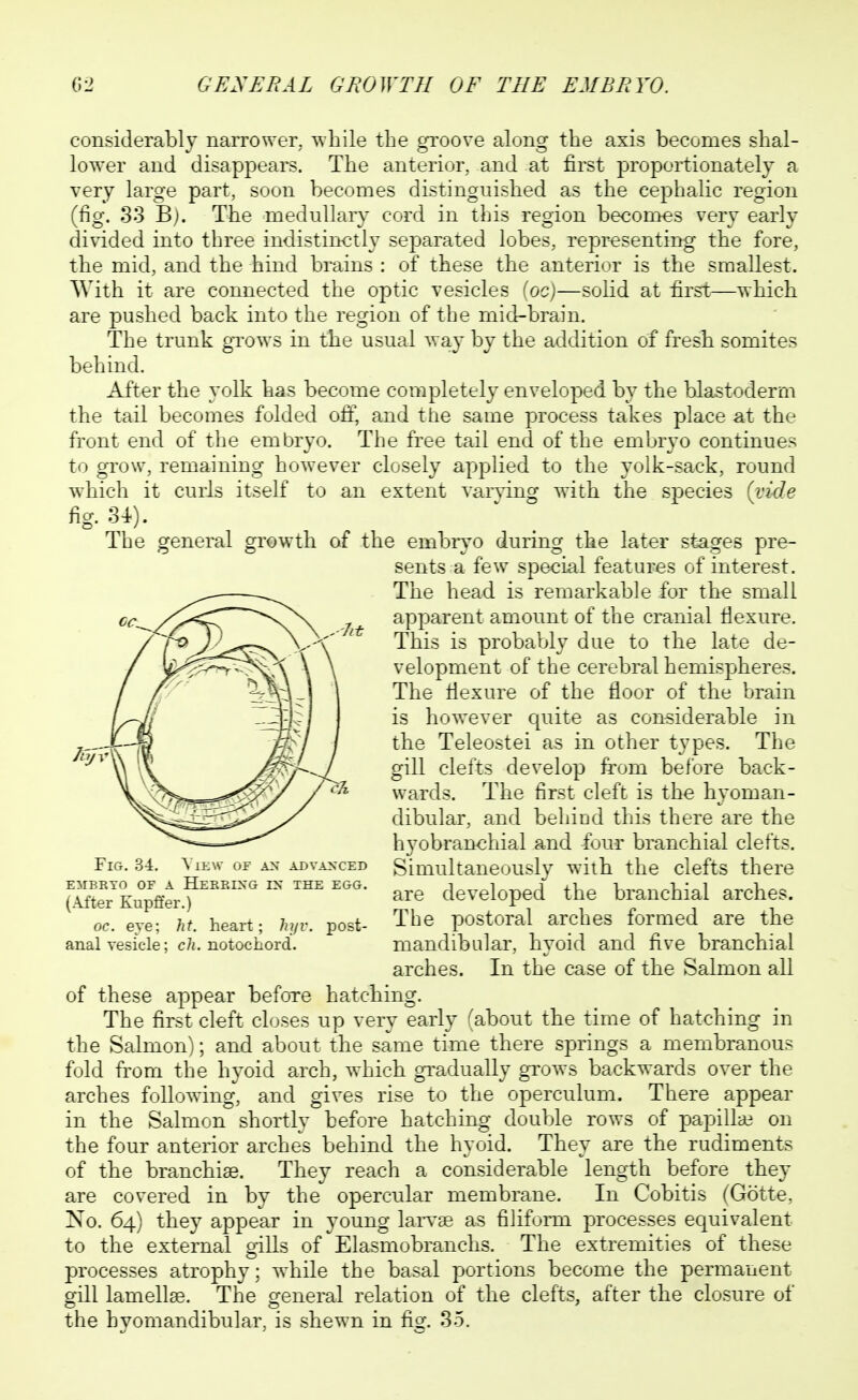 G2 GENERAL GEOWTH OF THE EMBRYO. considerably narrower, while the gi'oove along the axis becomes shal- lower and disappears. The anterior, and at first proportionately a very large part, soon becomes distinguished as the cephalic region (fig. 33 B). The medullary cord in this region beconies very early divided into three indistinctly separated lobes, representing the fore, the mid, and the hind brains : of these the anterior is the smallest. With it are connected the optic vesicles [oc)—solid at first—which are pushed back into the region of the mid-brain. The trunk gTows in the usual way by the addition of fresh somites behind. After the yolk has become completely enveloped by the blastoderm the tail becomes folded off, and the same process takes place at the front end of the embryo. The free tail end of the embryo continues to grow, remaining however closely applied to the yolk-sack, round which it curls itself to an extent varying with the species {vide fig. U). The general growth of the embiyo during the later stages pre- sents a few special features of interest. The head is remarkable for the small apparent amount of the cranial flexure. This is probably due to the late de- velopment of the cerebral hemispheres. The flexure of the floor of the brain is however quite as considerable in the Teleostei as in other types. The gill clefts develop from before back- wards. The first cleft is the hyoman- dibular, and behiud this there are the hyobranchial and four branchial clefts. Simultaneously with the clefts there are developed the branchial arches. The postoral arches formed are the mandibular, hyoid and five branchial arches. In the case of the Salmon all of these appear before hatching. The first cleft closes up very early (about the time of hatching in the Salmon); and about the same time there springs a membranous fold from the hyoid arch, which gi^adually gi'ows backwards over the arches following, and gives rise to the operculum. There appear in the Salmon shortly before hatching double rows of papilla; on the four anterior arches behind the hyoid. They are the rudiments of the branchiae. They reach a considerable length before they are covered in by the opercular membrane. In Cobitis (Gotte, No. 64) they appear in young lan^ae as filiform processes equivalent to the external gills of Elasmobranchs. The extremities of these processes atrophy; while the basal portions become the permanent gill lamellae. The general relation of the clefts, after the closure of the hyomandibular, is shewn in fig. 35. Fig. 3-4. View of an advanced EMBRYO OF A HeRRING IX THE EGG. (.\fter Kupffer.) oc. eye; ht. heart; hyv. post- anal vesicle; cli. notochord.