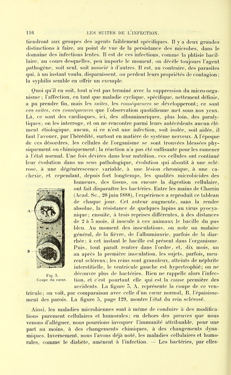 tiendront aux groupes des agents faiblement spécifiques. Il y a deux grandes distinctions à faii-e, au point de vue de la persistance des microbes, dans le domaine des infections lentes. Il est de ces infections, comme la phtisie bacil- laire, au cours desquelles, peu importe le moment, on décèle toujours l'agent pathogène, soit seul, soit associé à d'autres. Il est, au contraire, des parasites qui, à un instant voulu, disparaissent, ou perdent leurs propriétés de contagion; la syphilis semble en offrir un exemple. Quoi qu'il en soit, tout n'est pas terminé avec la suppression du lïiicro-orga- nisme ; l'affection, en tant que maladie cyclique, spécifique, nettement définie, a pu prendre fin, mais les suites, les conséqiie)ices se développeront; ce sont ces suites, ces conséquences que l'observation quotidienne met sous nos yeux. Là, ce sont des cardiaques, ici, des albuminuriques, plus loin, des paraly- tiques; on les interroge, et on ne l'enconlre parmi leurs antécédents aucun élé- ment étiologique, aucun, si ce n'est une infection, soit isolée, soit aidée, il faut l'avouer, par l'hérédité, surtout en matière de système nerveux. A l'époque de ces désordres, les cellules de l'organisme se sont trouvées blessées phy- siquement ou chimiquement; la réaction n'a pas été suffisante pour les ramener à l'état normal. Une fois déviées dans leur nutrition, ces cellules ont continué leur évolution dans un sens pathologique, évolution qui aboutit à une sclé- rose, à une dégénérescence variable, à une lésion chronique, à une ca- chexie, et cependant, depuis fort longtemps, les qualités microbicides des humeurs, des tissus, ou encore la digestion cellulaire, ont fait disparaître les bactéries. Entre les mains de Charrin (Acad. Se, 20 juin 1888), l'expérience a reproduit ce tableau de chaque jour. Cet auteur augmente, sans la rendre absolue, la résistance de quelques lapins au virus pyocj'a- nique; ensuite, à trois reprises différentes, à des distances de 2 à 5 mois, il inocule à ces animaux le bacille du pus bleu. Au moment des inoculations, on note un malaise général, de la fièvre, de l'albuminurie, parfois de la diar- rhée; à cet instant le bacille est présent dans l'organisme. Puis, tout paraît rentrer dans l'ordre, et, dix mois, un an après la première inoculation, les sujets, parfois, meu- rent scléreux; les reins sont granuleux, atteints de néphrite interstitielle, le ventricule gauche est hypertrophié; on ne découvre plus de bactéries. Rien ne rappelle alors l'infec- Coupe du cœur. tion, et c'est pourtant elle qui est la cause première des accidents. La figure 3, A, représente la coupe de ce ven- tricule; on voit, par comparaison avec celle d'un cœur normal, B, l'épaisisse- ment des parois. La figure 5, page 129, montre l'étal du rein sclérosé. Ainsi, les maladies microbiennes sont à même de conduire à des modifica- tions purement celhdaires et humorales; en dehors des preuves que nous venons d'alléguer, nous pourrions invoquer l'immunité attribuable, pour une part au moins, à des changements chimiques, à des changements dyna- miques. Inversement, nous l'avons déjà noté, les maladies cellulaires et humo- rales, comme le diabète, amènent à l'infection. — Les bactéries, par elles-