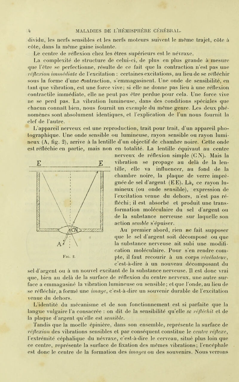 dividu, les nerfs sensibles et les nerfs moteurs suivent le même trajet, côte à côte, dans la môme gaine isolante. Le centre de réflexion chez les êtres supérieurs est le névraxe. La complexité de structure de celui-ci, de plus en plus grande à mesure que l'être se perfectionne, résulte de ce fait que la contraction n'est pas une fi'flexion immédiate de l'excitation : certaines excitations, au lieu de se réfléchir sous la forme d'une (fontraction, s'emmagasinent. Une onde de sensibilité, en tant que vibration, est une force vive; si elle ne donne pas lieu à une réflexion contractile immédiate, elle ne peut pas être perdue pour cela. Une force vive ne se perd pas. La vibration lumineuse, dans des conditions spéciales que chacun connaît bien, nous fournit un exemple du même genre. Les deux phé- nomènes sont absolument identiques, et l'explication de l'un nous fournit la clef de l'autre. L'appareil nerveux est une reproduction, trait pour trait, d'un appareil pho- tographique. Une onde sensible ou lumineuse, rayon sensible ou rayon lumi- neux (A, fig. 2), arrive à la lentille d'un objectif de chambre noire. Cette onde est réfléchie en partie, mais non en totalité. La lentille équivaut au centre nerveux de réflexion simple (CN). Mais la Y, JI vibration se propage au delà de la len- tille, elle va influencer, au fond de la chambre noire, la plaque de verre impré- gnée de sel d'argent (EE). Là, ce rayon lu- mineux (ou onde sensible), expression de l'excitation venue du dehors, n'est pas ré- fléchi; il est absorbé et produit une trans- formation moléculaire du sel d'argent ou de la substance nerveuse sur laquelle son action semble s'épuiser. Au premier abord, rien ne fait supposer que le sel d'argent soit décomposé ou que la substance nerveuse ait subi une modifi- cation moléculaire. Pour s'en rendre com- pte, il faut recourir à un corps révélateur, c'est-à-dire à un nouveau décomposant du sel d'argent ou à un nouvel excitant de la substance nerveuse. Il est donc vrai que, bien au delà de la surface de réflexion du centre nerveux, une autre sur- face a emmagasiné la vibration lumineuse ou sensible; et que l'onde, au lieu de se réfléchir, a formé une imaye, c'est-à-dire un souvenir durable de l'excitation venue du dehors. L'identité du mécanisme et de son fonctionnement est si parfaite que la langue vulgaire l'a consacrée : on dit de la sensibilité qu'elle se ré/ïécinl et de la plaque d'argent qu'elle est sensible. Tandis que la moelle épiniôre, dans son ensemble, représente la surface de réflexion des vibrations sensibles et par conséquent constitue le centre réflexe, l'extrémité céphaliciue du névra.xe, c'est-à-dire le cerveau, situé plus loin que ce centre, représente la surface de fixation des mêmes vibrations ; l'encéphale est donc le centre de la formation des ima[/es ou des souvenirs. Nous verrons Fig. i.