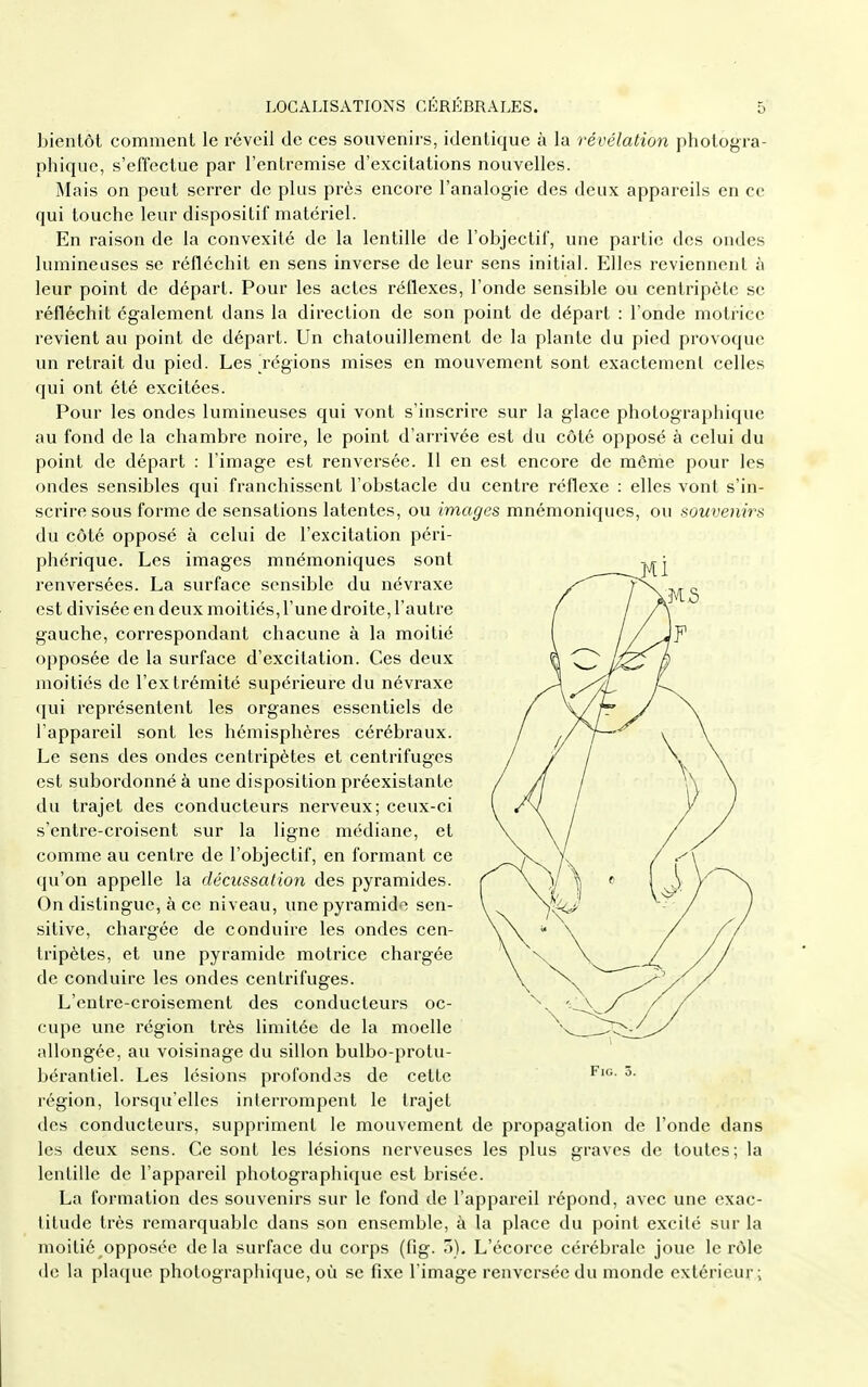 bientôt comment le réveil de ces souvenirs, identique à la révélation photogra- phique, s'effectue par l'entremise d'excitations nouvelles. Mais on peut serrer de plus près encore l'analogie des deux appareils en ce qui touche leur dispositif matériel. En raison de la convexité de la lentille de l'objectif, une partie des ondes lumineuses se réfléchit en sens inverse de leur sens initial. Elles reviennent à leur point de départ. Pour les actes réflexes, l'onde sensible ou centripète se réfléchit également dans la direction de son point de départ : l'onde motrice revient au point de départ. Un chatouillement de la plante du pied provoque un retrait du pied. Les régions mises en mouvement sont exactement celles qui ont été excitées. Pour les ondes lumineuses qui vont s'inscrire sur la glace photographique au fond de la chambre noire, le point d'arrivée est du côté opposé à celui du point de départ : l'image est renversée. 11 en est encore de môme pour les ondes sensibles qui franchissent l'obstacle du centre réflexe : elles vont s'in- scrire sous forme de sensations latentes, ou images mnémoniques, ou souvenirs du côté opposé à celui de l'excitation péri- phérique. Les images mnémoniques sont renversées. La surface sensible du névraxe est divisée en deux moitiés, l'une droite, l'autre gauche, correspondant chacune à la moitié opposée de la surface d'excitation. Ces deux moitiés de l'extrémité supérieure du névi-axe qui représentent les organes essentiels de l'appareil sont les hémisphères cérébraux. Le sens des ondes centripètes et centrifuges est subordonné à une disposition préexistante du trajet des conducteurs nerveux; ceux-ci s'entre-croisent sur la ligne médiane, et comme au centre de l'objectif, en formant ce qu'on appelle la décussation des pyramides. On distingue, à ce niveau, une pyramide sen- sitive, chargée de conduire les ondes cen- tripètes, et une pyramide motrice chargée de conduire les ondes centrifuges. L'entre-croisement des conducteurs oc- cupe une région très limitée de la moelle allongée, au voisinage du sillon bulbo-protu- bérantiel. Les lésions profondas de cette région, lorsqu'elles interrompent le trajet des conducteurs, suppriment le mouvement de propagation de l'onde dans les deux sens. Ce sont les lésions nerveuses les plus graves de toutes; la lentille de l'appareil photographique est brisée. La formation des souvenirs sur le fond de l'appareil répond, avec une exac- titude très remarquable dans son ensemble, à la place du point excité sur la moitié opposée delà surface du corps (fig. 3), L'écorce cérébrale joue le rôle de la plaque photographique, où se fixe l'image renversée du monde extérieur;