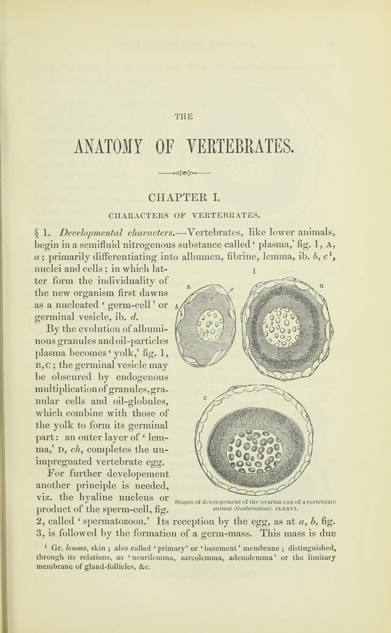 THE ANATOMY OF VERTEBRATES. CHAPTER I. CHARACTERS OF VERTEBRATES. § 1. Developmental characters.—Vertebrates, like lower animals, begin in a semifluid nitrogenous substance called4 plasma,’ fig. 1, A, a; primarily differentiating into albumen, fibrine, lemma, ib. A, c1, nuclei and cells ; in which lat- 1 ter form the individuality of the new organism first dawns as a nucleated f germ-cell ’ or germinal vesicle, ib. d. By the evolution of albumi¬ nous granules and oil-particles plasma becomesf yolk,’ fig. 1, B, C; the germinal vesicle may be obscured by endogenous multiplication of granules, gra¬ nular cells and oil-globules, which combine with those of the yolk to form its germinal part: an outer layer of 4 lem¬ ma,’ D, ch, completes the un¬ impregnated vertebrate egg. For further developement another principle is needed, viz. the hyaline nucleus or product of the sperm-cell, fig. 2, called e spermatozoon.’ Its reception by the egg, as at a} Z», fig. 3, is followed by the formation of a germ-mass. This mass is due Stages of developement of the ovarian egg of a vertebrate animal (Gasterosteus). clxxvt. 1 Gr. lemma, skin ; also called ‘primary* or ‘basement’ membrane ; distinguished, through its relations, as ‘ neurilemma, sarcolemma, adenolemma ’ or the limitary membrane of gland-follicles, &c.