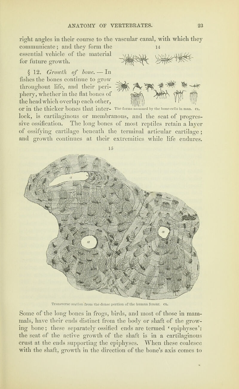 right angles in their course to the vascular canal, with which they communicate ; and they form the essential vehicle of the material for future growth. § 12. Growth of bone. — In fishes the bones continue to grow throughout life, and their peri¬ phery, whether in the flat bones of the head which overlap each other, or in the thicker bones that inter- The forms assumed by the bone-cells in man. CL. lock, is cartilaginous or membranous, and the seat of progres¬ sive ossification. The long bones of most reptiles retain a layer of ossifying cartilage beneath the terminal articular cartilage ; and growth continues at their extremities while life endures. 15 Transverse seotion'from the dense portion of the human femur, cl. Some of the long bones in frogs, birds, and most of those in mam¬ mals, have their ends distinct from the body or shaft of the grow¬ ing bone; these separately ossified ends are termed f epiphyses ’: the seat of the active growth of the shaft is in a cartilaginous crust at the ends supporting the epiphyses. When these coalesce with the shaft, growth in the direction of the bone’s axis comes to