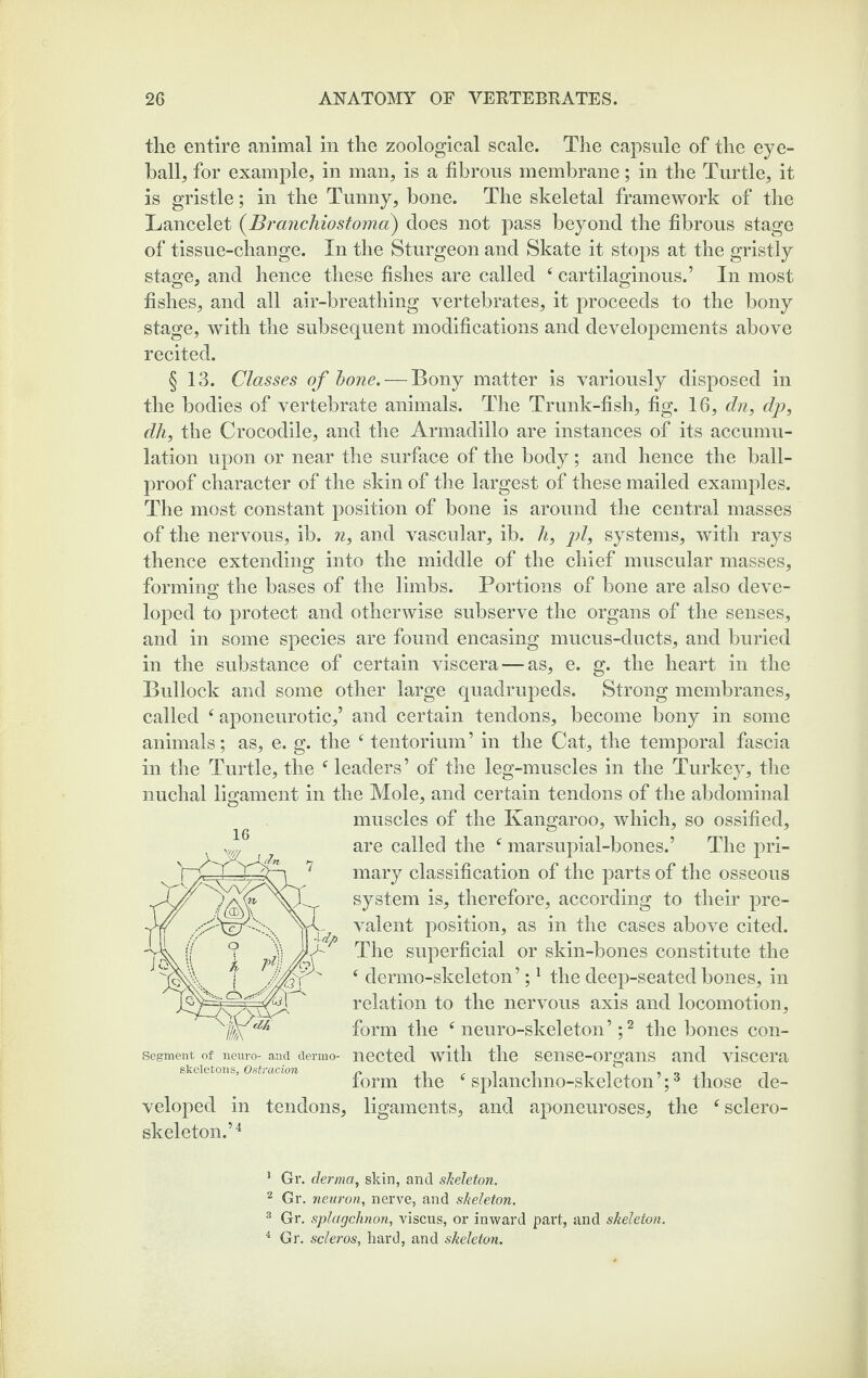 the entire animal in the zoological scale. The capsule of the eye¬ ball, for example, in man, is a fibrous membrane; in the Turtle, it is gristle; in the Tunny, bone. The skeletal framework of the Lancelet (Branchiostoma) does not pass beyond the fibrous stage of tissue-change. In the Sturgeon and Skate it stops at the gristly stage, and hence these fishes are called ‘ cartilaginous.’ In most fishes, and all air-breathing vertebrates, it proceeds to the bony stage, with the subsequent modifications and developements above recited. § 13. Classes of bone. — Bony matter is variously disposed in the bodies of vertebrate animals. The Trunk-fish, fig. 16, dn, dp, dh, the Crocodile, and the Armadillo are instances of its accumu¬ lation upon or near the surface of the body; and hence the ball- proof character of the skin of the largest of these mailed examples. The most constant position of bone is around the central masses of the nervous, ib. n, and vascular, ib. h, pi, systems, with rays thence extending into the middle of the chief muscular masses, forming the bases of the limbs. Portions of bone are also deve¬ loped to protect and otherwise subserve the organs of the senses, and in some species are found encasing mucus-ducts, and buried in the substance of certain viscera — as, e. g. the heart in the Bullock and some other large quadrupeds. Strong membranes, called 4 aponeurotic,’ and certain tendons, become bony in some animals; as, e. g. the f tentorium’ in the Cat, the temporal fascia in the Turtle, the c leaders’ of the leg-muscles in the Turkey, the nuchal ligament in the Mole, and certain tendons of the abdominal muscles of the Kangaroo, which, so ossified, are called the f marsupial-bones.’ The pri¬ mary classification of the parts of the osseous system is, therefore, according to their pre¬ valent position, as in the cases above cited. The superficial or skin-bones constitute the 4 dermo-skeleton’;1 the deep-seated bones, in relation to the nervous axis and locomotion, form the f neuro-skeleton’;2 3 4 the bones con- segment of neuro- and dermo- nected with the sense-organs and viscera skeletons, Ostracion n -t lorm the c splanchno-skeleton ;6 those de¬ veloped in tendons, ligaments, and aponeuroses, the f sclero¬ sis eleton.’4 16 1 Gr. derma, skin, and skeleton. 2 Gr. neuron, nerve, and skeleton. 3 Gr. splctgchnon, viscus, or inward part, and skeleton. 4 Gr. scleros, hard, and skeleton.