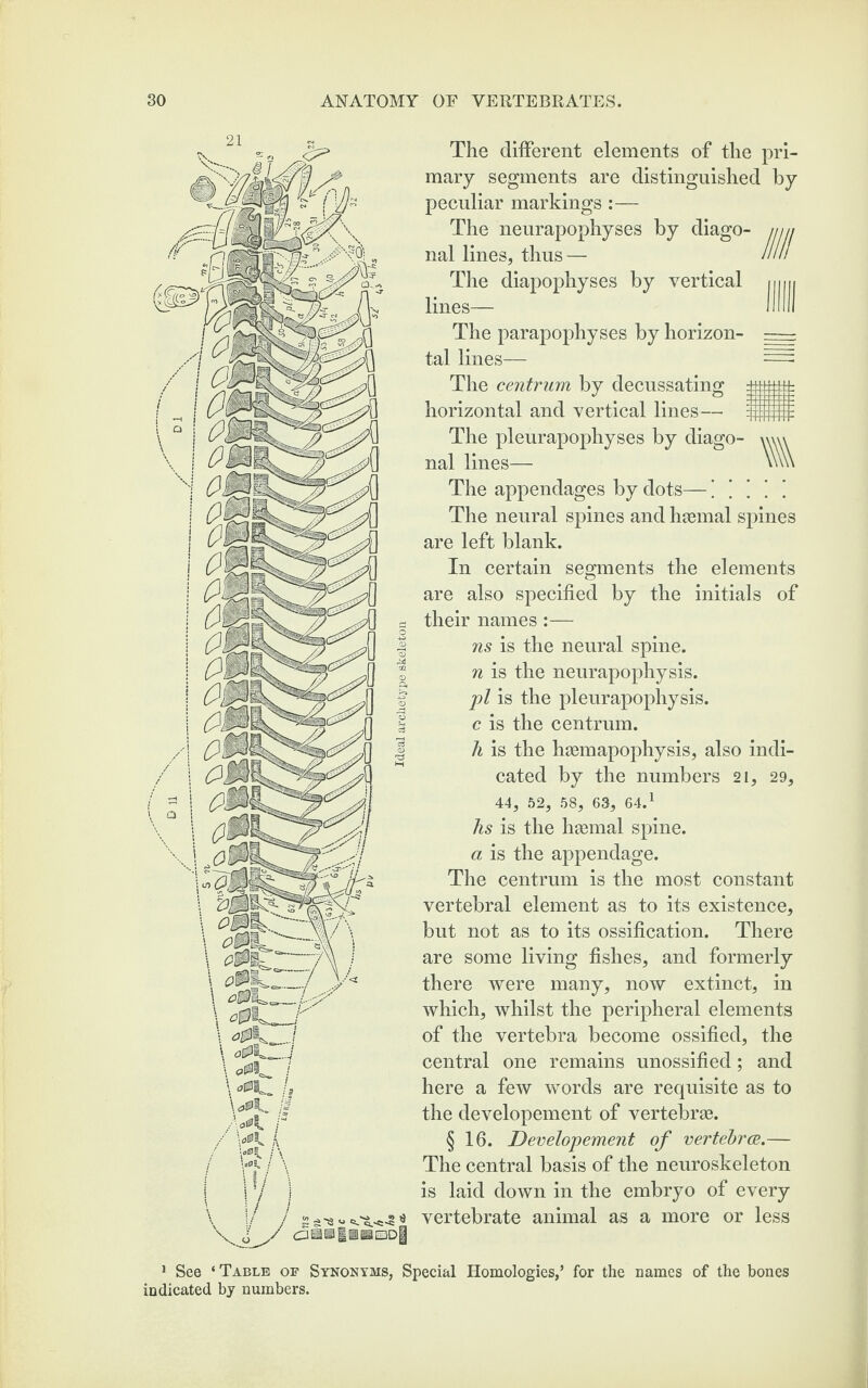 '! The different elements of the pri¬ mary segments are distinguished by peculiar markings :— The neurapophyses by diago¬ nal lines, thus— The diapophyses by vertical lines— The parapophyses by horizon¬ tal lines— The centrum by decussating horizontal and vertical lines— The pleurapophyses by diago¬ nal lines— The appendages by dots—! ! ! ! ! The neural spines and haemal spines are left blank. \\ In certain segments the elements are also specified by the initials of their names:— ns is the neural spine. n is the neurapophysis. pi is the pleurapophysis. c is the centrum. h is the haemapophysis, also indi¬ cated by the numbers 21, 29, 44, 52, 58, 63, 64.1 hs is the haemal spine. a is the appendage. The centrum is the most constant vertebral element as to its existence, but not as to its ossification. There are some living fishes, and formerly there were many, now extinct, in which, whilst the peripheral elements of the vertebra become ossified, the central one remains unossified; and here a few words are requisite as to the developement of vertebrae. § 16. Developement of vertebrae.— The central basis of the neuroskeleton is laid down in the embryo of every vertebrate animal as a more or less 1 See ‘ Table of Synonyms, Special Homologies,’ for the names of the bones indicated by numbers.