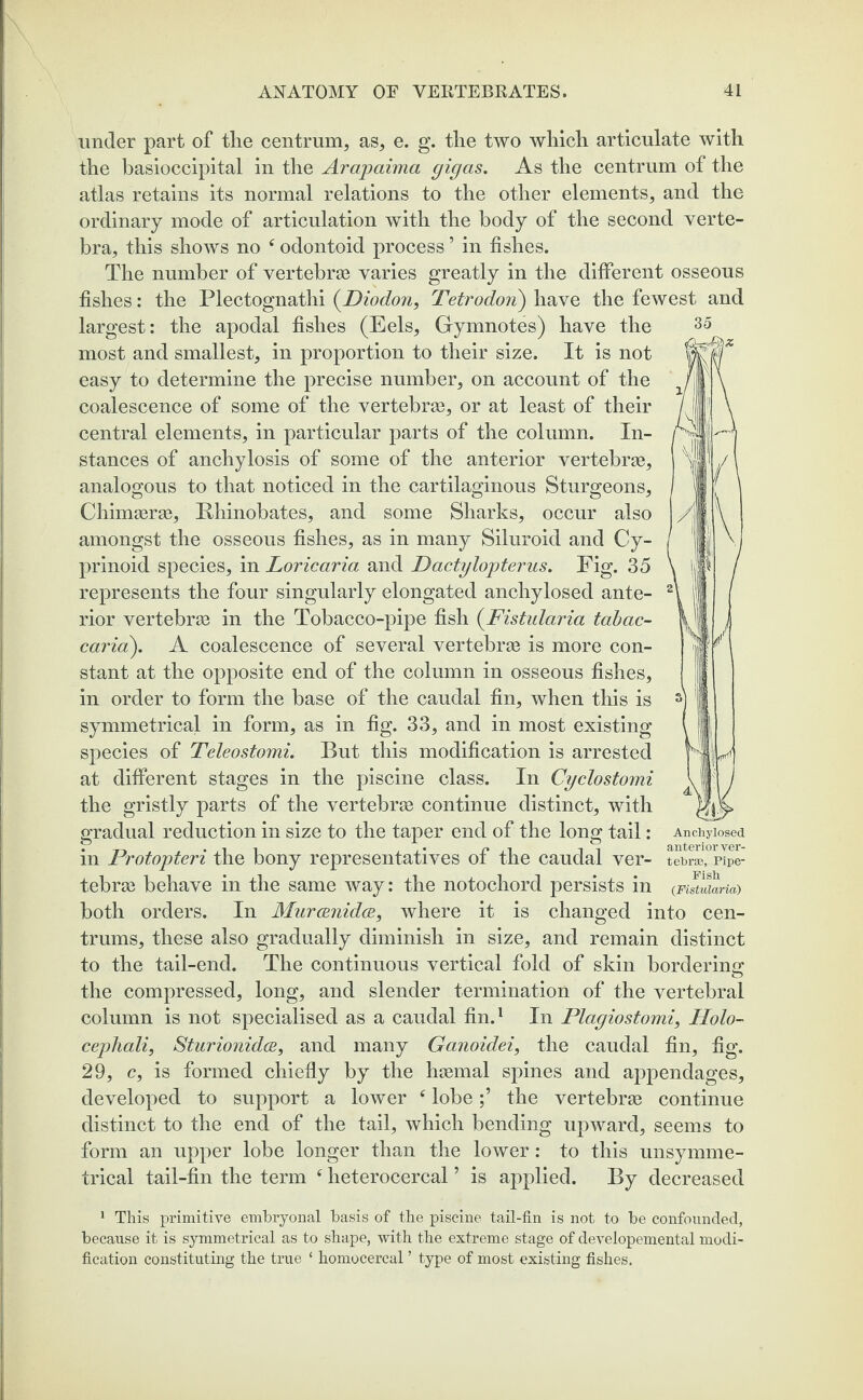 under part of the centrum, as, e. g. the two which articulate with the basioccipital in the Arapaima gigas. As the centrum of the atlas retains its normal relations to the other elements, and the ordinary mode of articulation with the body of the second verte¬ bra, this shows no f odontoid process ’ in fishes. The number of vertebrae varies greatly in the different osseous fishes: the Plectognatlii (Diodon, Tetrodori) have the fewest and largest: the apodal fishes (Eels, Gymnotes) have the most and smallest, in proportion to their size. It is not easy to determine the precise number, on account of the coalescence of some of the vertebrae, or at least of their central elements, in particular parts of the column. In¬ stances of anchylosis of some of the anterior vertebrae, analogous to that noticed in the cartilaginous Sturgeons, Chimaerae, Bhinobates, and some Sharks, occur also amongst the osseous fishes, as in many Siluroid and Cy- prinoid species, in Loricaria and Dactylopterns. Fig. 35 represents the four singularly elongated anchylosed ante¬ rior vertebrae in the Tobacco-pipe fish (Fistularia tabac- caria). A coalescence of several vertebrae is more con¬ stant at the opposite end of the column in osseous fishes, in order to form the base of the caudal fin, when this is symmetrical in form, as in fig. 33, and in most existing species of Teleostomi. But this modification is arrested at different stages in the piscine class. In Cyclostomi the gristly parts of the vertebrae continue distinct, with gradual reduction in size to the taper end of the long tail: in Protopteri the bony representatives of the caudal ver¬ tebrae behave in the same way: the notochord persists in both orders. In Murcenidce, where it is changed into cen¬ trums, these also gradually diminish in size, and remain distinct to the tail-end. The continuous vertical fold of skin bordering!: the compressed, long, and slender termination of the vertebral column is not specialised as a caudal fin.1 In Plagiostomi, IIolo- cepliali, Sturionidce, and many Ganoidei, the caudal fin, fig. 29, c, is formed chiefly by the haemal spines and appendages, developed to support a lower f lobethe vertebrae continue distinct to the end of the tail, which bending upward, seems to form an upper lobe longer than the lower: to this unsymme- trical tail-fin the term 4 heterocercal ’ is applied. By decreased 1 This primitive embryonal basis of the piscine tail-fin is not to be confounded, because it is symmetrical as to shape, with the extreme stage of developemental modi¬ fication constituting the true ‘ homocercal ’ type of most existing fishes. 35 Anchylosed anterior ver¬ tebras, Pipe- Fish (Fistularia)