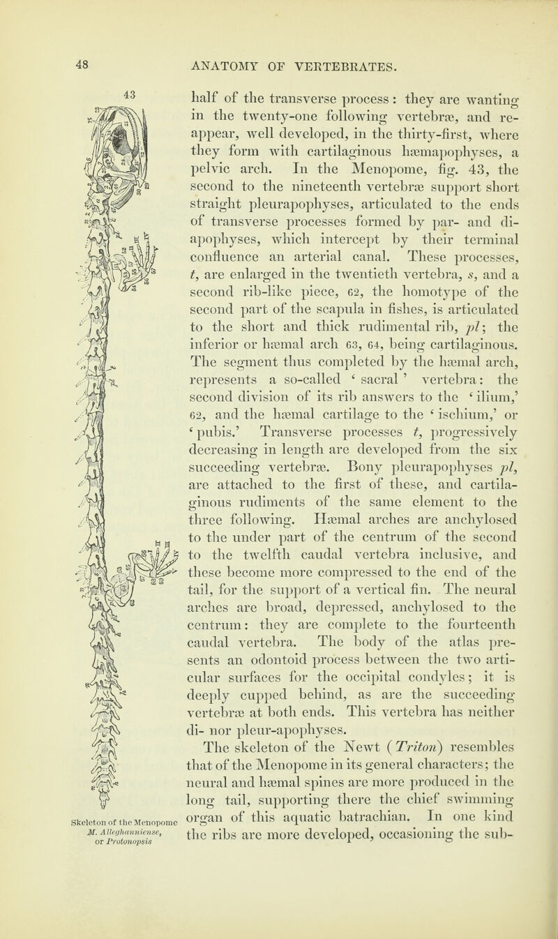 43 Skeleton of the Menopome M. Alleghanniense, or Protonopsis half of the transverse process : they are wanting in the twenty-one following vertebras, and re¬ appear, well developed, in the thirty-first, where they form with cartilaginous haemapophyses, a pelvic arch. In the Menopome, fig. 43, the second to the nineteenth vertebrae support short straight pleurapophyses, articulated to the ends of transverse processes formed by par- and di¬ apophyses, which intercept by their terminal confluence an arterial canal. These processes, t, are enlarged in the twentieth vertebra, s, and a second rib-like piece, 62, the homotype of the second part of the scapula in fishes, is articulated to the short and thick rudimental rib, pi; the inferior or haemal arch 63, 64, being cartilaginous. The segment thus completed by the haemal arch, represents a so-called £ sacral ’ vertebra: the second division of its rib answers to the £ ilium,’ 62, and the haemal cartilage to the c ischium,’ or c pubis.’ Transverse processes t, progressively decreasing in length are developed from the six succeeding vertebrae. Bony pleurapophyses pi, are attached to the first of these, and cartila¬ ginous rudiments of the same element to the three following. Haemal arches are anchylosed to the under part of the centrum of the second to the twelfth caudal vertebra inclusive, and these become more compressed to the end of the tail, for the support of a vertical fin. The neural arches are broad, depressed, anchylosed to the centrum: they are complete to the fourteenth caudal vertebra. The body of the atlas pre¬ sents an odontoid process between the two arti¬ cular surfaces for the occipital condyles; it is deeply cupped behind, as are the succeeding vertebrae at both ends. This vertebra has neither di- nor pleur-apophyses. The skeleton of the Newt ( Triton) resembles that of the Menopome in its general characters; the neural and haemal spines are more produced in the long tail, supporting there the chief swimming organ of this aquatic batrachian. In one kind the ribs are more developed, occasioning the sub-