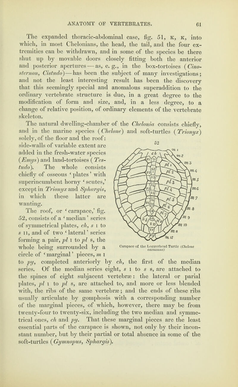 The expanded thoracic-abdominal case, fig. 51, K, k, into which, in most Chelonians, the head, the tail, and the four ex¬ tremities can be withdrawn, and in some of the species be there shut up by movable doors closely fitting both the anterior and posterior apertures — as, e. g., in the box-tortoises (Cino- sternon, Cistudo)—has been the subject of many investigations; and not the least interesting result has been the discovery that this seemingly special and anomalous superaddition to the ordinary vertebrate structure is due, in a great degree to the modification of form and size, and, in a less degree, to a change of relative position, of ordinary elements of the vertebrate skeleton. The natural dwelling-chamber of the Chelonia consists chiefly, and in the marine species (Chelone) and soft-turtles (Trionyx) solely, of the floor and the roof: side-walls of variable extent are added in the fresh-water species (Emys) and land-tortoises ( Tes- tudo). The whole consists chiefly of osseous ‘ plates ’ with superincumbent horny tf scutes,’ except in Trionyx and Spharyis, in which these latter are wanting. The roof, or * carapace,’ fig. 52, consists of a e median ’ series of symmetrical plates, ch, s l to s li, and of two ‘lateral’ series forming a pair, pi l to pi 8, the whole being surrounded by a circle of f marginal ’ pieces, m l to py, completed anteriorly by ch, the first of the median series. Of the median series eight, s l to s 8, are attached to the spines of eight subjacent vertebra©: the lateral or parial plates, pi l to pi 8, are attached to, and more or less blended with, the ribs of the same vertebrae; and the ends of these ribs usually articulate by gomphosis with a corresponding number of the marginal pieces, of which, however, there may be from twenty-four to twenty-six, including the two median and symme¬ trical ones, ch and py. That these marginal pieces are the least essential parts of the carapace is shown, not only by their incon¬ stant number, but by their partial or total absence in some of the soft-turtles (Gymnopus, Spharyis). 52 Carapace of the Loggerhead Turtle (Chelone caouanna)