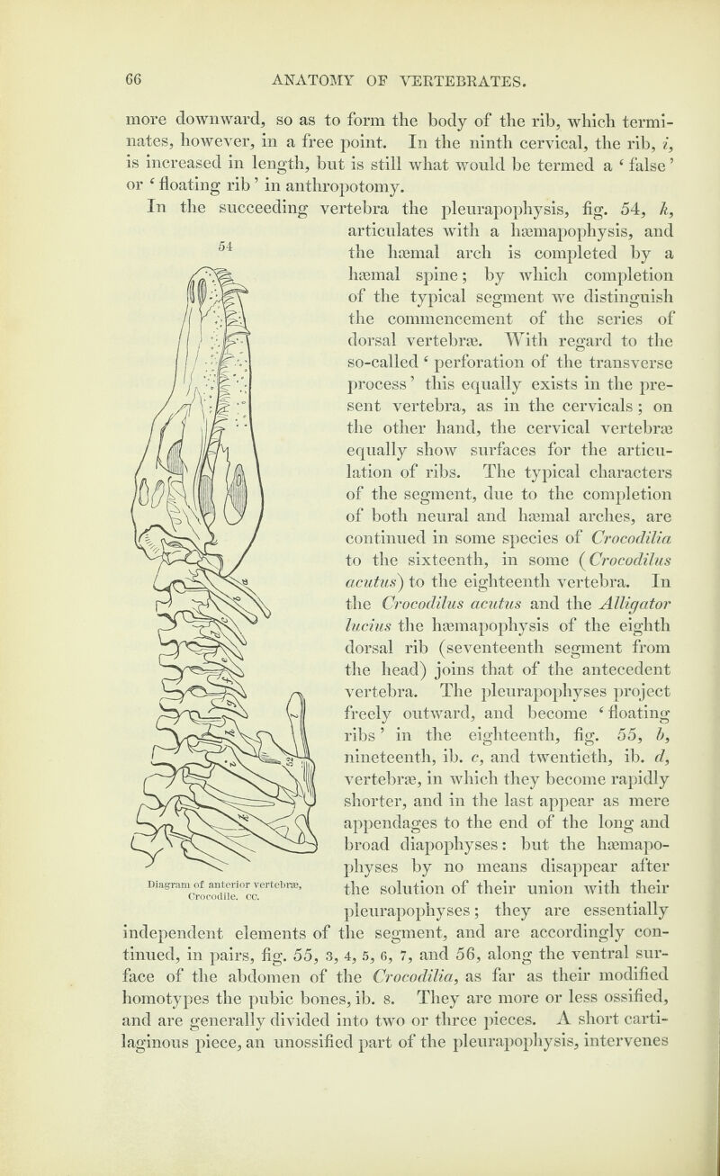 54 more downward* so as to form the body of the rib, which termi¬ nates, however, in a free point. In the ninth cervical, the rib, i, is increased in length, but is still what would be termed a f false ’ or f floating rib ’ in anthropotomy. In the succeeding vertebra the pleurapophysis, fig. 54, k, articulates with a hsemapophysis, and the lnemal arch is completed by a haemal spine; by which completion of the typical segment we distinguish the commencement of the series of dorsal vertebrae. With regard to the so-called ‘ perforation of the transverse process ’ this equally exists in the pre¬ sent vertebra, as in the cervicals; on the other hand, the cervical vertebrae equally show surfaces for the articu¬ lation of ribs. The typical characters of the segment, due to the completion of both neural and haemal arches, are continued in some species of Crocodilia to the sixteenth, in some (Crocodilus acutus) to the eighteenth vertebra. In the Crocodilus acutus and the Alligator lucius the haemapophysis of the eighth dorsal rib (seventeenth segment from the head) joins that of the antecedent vertebra. The pleurapophyses project freely outward, and become f floating ribs ’ in the eighteenth, fig. 55, b, nineteenth, ib. c, and twentieth, ib. d, vertebrae, in which they become rapidly shorter, and in the last appear as mere appendages to the end of the long and broad diapophyses: but the haemapo- physes by no means disappear after the solution of their union with their pleurapophyses; they are essentially independent elements of the segment, and are accordingly con¬ tinued, in pairs, fig. 55, 3, 4, 5, 6, 7, and 56, along the ventral sur¬ face of the abdomen of the Crocodilia, as far as their modified homotypes the pubic bones, ib. 8. They are more or less ossified, and are generally divided into two or three pieces. A short carti¬ laginous piece, an unossified part of the pleurapophysis, intervenes Diagram of anterior vertebrae. Crocodile, cc.