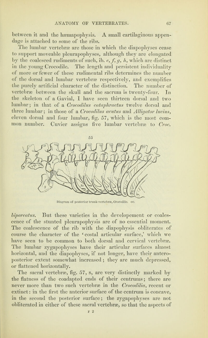 between it and the haemapophysis. A small cartilaginous appen¬ dage is attached to some of the ribs. The lumbar vertebrae are those in which the diapophyses cease to support moveable pleurapophyses, although they are elongated by the coalesced rudiments of such, ib. e, f, g, h, which are distinct in the young Crocodile. The length and persistent individuality of more or fewer of these rudimental ribs determines the number of the dorsal and lumbar vertebrae respectively, and exemplifies the purely artificial character of the distinction. The number of vertebrae between the skull and the sacrum is twenty-four. In the skeleton of a Gavial, I have seen thirteen dorsal and two lumbar; in that of a Crocodilus cataphractus twelve dorsal and three lumbar; in those of a Crocodilus acutus and Alligator lucius, eleven dorsal and four lumbar, fig. 57, which is the most com¬ mon number. Cuvier assigns five lumbar vertebrae to Croc. 55 biporcatus. But these varieties in the developement or coales¬ cence of the stunted pleurapophysis are of no essential moment. The coalescence of the rib with the diapophysis obliterates of course the character of the f costal articular surface,’ which we have seen to be common to both dorsal and cervical vertebras. The lumbar zygapophyses have their articular surfaces almost horizontal, and the diapophyses, if not longer, have their antero¬ posterior extent somewhat increased; they are much depressed, or flattened horizontally. The sacral vertebras, fig. 57, s, are very distinctly marked by the flatness of the coadapted ends of their centrums; there are never more than two such vertebrae in the Crocodilia, recent or extinct: in the first the anterior surface of the centrum is concave, in the second the posterior surface; the zygapophyses are not obliterated in either of these sacral vertebrae, so that the aspects of