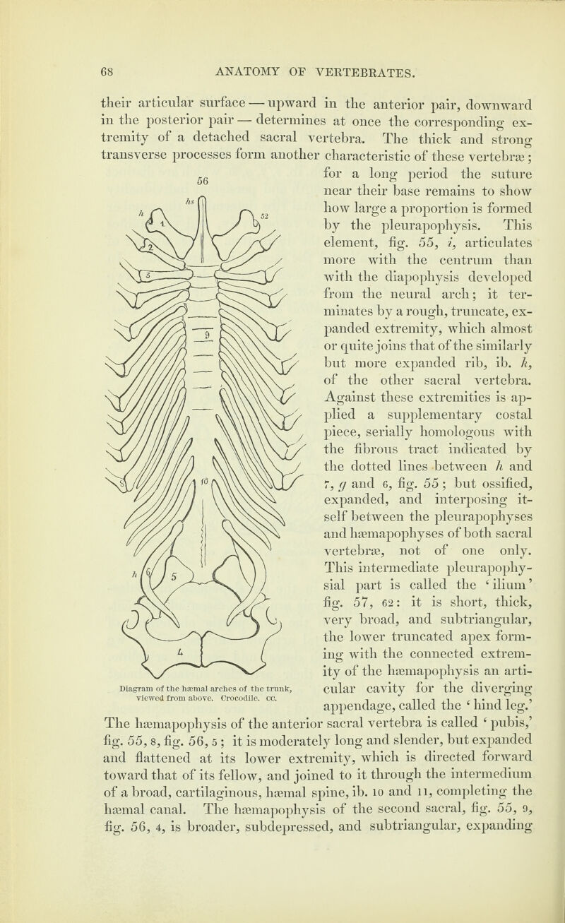 their articular surface — upward in the anterior pair, downward in the posterior pair — determines at once the corresponding ex¬ tremity of a detached sacral vertebra. The thick and strong transverse processes form another characteristic of these vertebras; for a long period the suture near their base remains to show how large a proportion is formed by the pleurapophysis. This 56 element, fig. 55, i, articulates more with the centrum than with the diapophysis developed from the neural arch; it ter¬ minates by a rough, truncate, ex¬ panded extremity, which almost or quite joins that of the similarly but more expanded rib, ib. k, of the other sacral vertebra. Against these extremities is ap¬ plied a supplementary costal piece, serially homologous with the fibrous tract indicated by the dotted lines between h and 7, g and 6, fig. 55 ; hut ossified, expanded, and interposing it¬ self between the pleurapophyses and haemapophyses of both sacral vertebrae, not of one only. This intermediate pleurapophy- sial part is called the eilium’ fig. 57, 62: it is short, thick, very broad, and subtriangular, the lower truncated apex form¬ ing with the connected extrem- ity of the haemapophysis an arti¬ cular cavity for the diverging appendage, called the f hind leg.’ The haemapophysis of the anterior sacral vertebra is called 4 pubis,’ fig. 55, 8, fig. 56, 5; it is moderately long and slender, hut expanded and flattened at its lower extremity, which is directed forward toward that of its fellow, and joined to it through the intermedium of a broad, cartilaginous, haemal spine, ib. 10 and n, completing the haemal canal. The haemapophysis of the second sacral, fig. 55, 9, fig. 56, 4, is broader, subdepressed, and subtriangular, expanding Diagram of the hasmal arches of the trunk, viewed from above. Crocodile, cc.