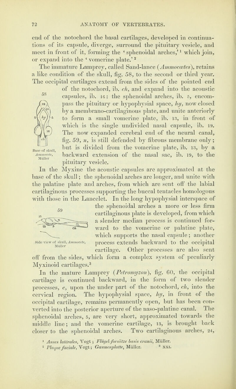 end of the notochord the basal cartilages, developed in continua¬ tions of its capsule, diverge, surround the pituitary vesicle, and meet in front of it, forming the c sphenoidal arches,’1 which join, or expand into the c vomerine plate.’2 The immature Lamprey, called Sand-lance (Ammocates), retains a like condition of the skull, fig. 58, to the second or third year. The occipital cartilages extend from the sides of the pointed end of the notochord, ib. ch, and expand into the acoustic capsules, ib. 16: the sphenoidal arches, ib. 5, encom¬ pass the pituitary or hypophysial space, liy, now closed by a membrano-cartiiaginous plate, and unite anteriorly to form a small vomerine plate, ib. is, in front of which is the single undivided nasal capsule, ib. 19. The now expanded cerebral end of the neural canal, fig. 59, n, is still defended by fibrous membrane only; but is divided from the vomerine plate, ib. 13, by a backward extension of the nasal sac, ib. 19, to the pituitary vesicle. In the Myxine the acoustic capsules are approximated at the base of the skull; the sphenoidal arches are longer, and unite with the palatine plate and arches, from which are sent olf the labial cartilaginous processes supporting the buccal tentacles homologous with those in the Lancelet. In the long hypophysial interspace of the sphenoidal arches a more or less firm cartilaginous plate is developed, from which a slender median process is continued for¬ ward to the vomerine or palatine plate, which supports the nasal capsule; another process extends backward to the occipital cartilage. Other processes are also sent off from the sides, which form a complex system of peculiarly Myxinoid cartilages.3 In the mature Lamprey (Petromyzon), fig. 60, the occipital cartilage is continued backward, in the form of two slender processes, c, upon the under part of the notochord, ch, into the cervical region. The hypophysial space, hy, in front of the occipital cartilage, remains permanently open, but has been con¬ verted into the posterior aperture of the naso-palatine canal. The sphenoidal arches, 5, are very short, approximated towards the middle line; and the vomerine cartilage, 13, is brought back closer to the sphenoidal arches. Two cartilaginous arches, 24, 59 Side view of skull, Ammocete, Muller 58 Base of skull, Ammocete, Muller 1 Anses later ales, Vogt ; Flugel-forsatze basis cranii, Muller. 2 Plaquefaciale, Vogt; Gaumenplatte, Muller. 3 xxi.