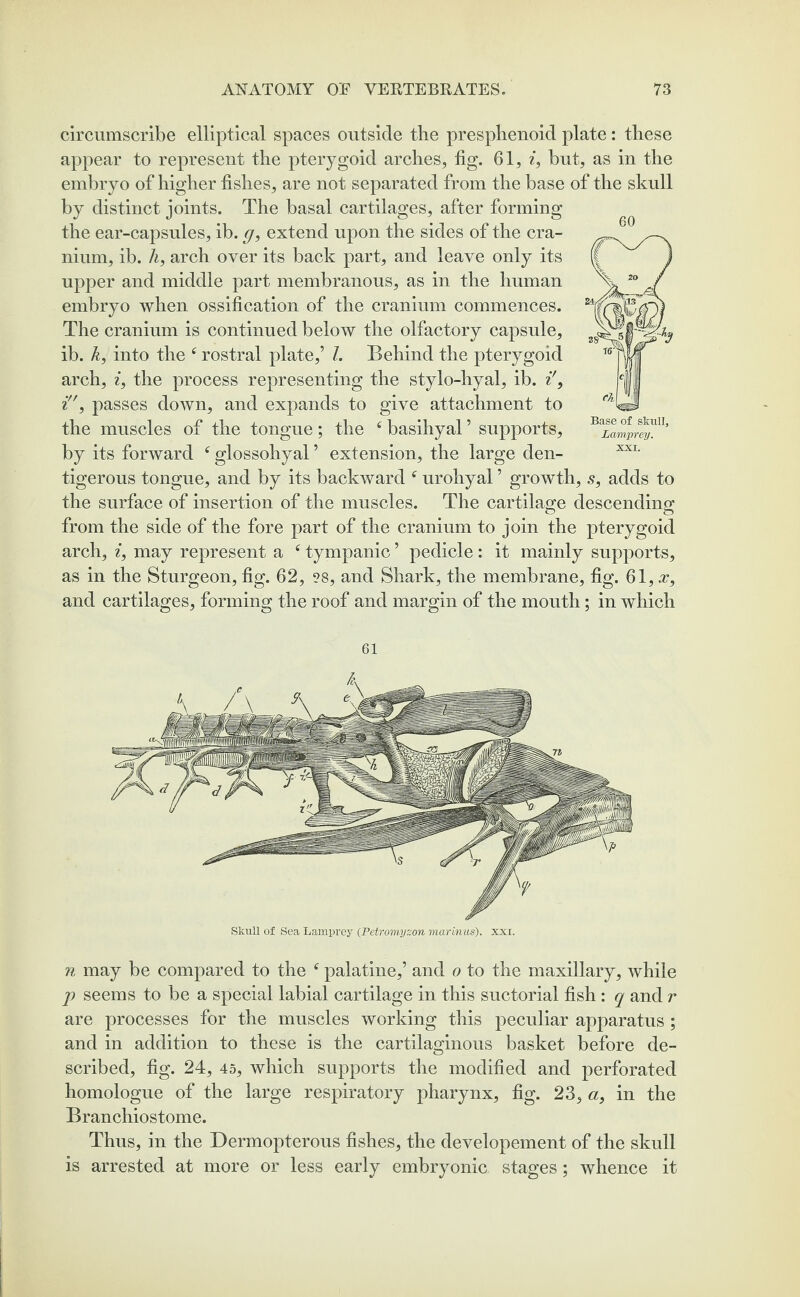circumscribe elliptical spaces outside tbe presphenoid plate: these appear to represent the pterygoid arches, tig. 61, i, but, as in the embryo of higher fishes, are not separated from the base of the skull by distinct joints. The basal cartilages, after forming the ear-capsules, ib. g, extend upon the sides of the cra¬ nium, ib. h, arch over its back part, and leave only its upper and middle part membranous, as in the human embryo when ossification of the cranium commences. The cranium is continued below the olfactory capsule, ib. k, into the f rostral plate,’ l. Behind the pterygoid arch, i, the process representing the stylo-hyal, ib. i', i, passes down, and expands to give attachment to the muscles of the tongue; the £ basihyal ’ supports, by its forward £ glossohyal ’ extension, the large den¬ tigerous tongue, and by its backward urohyal ’ growth the surface of insertion of the muscles. The cartilage descending from the side of the fore part of the cranium to join the pterygoid arch, i, may represent a £ tympanic ’ pedicle: it mainly supports, as in the Sturgeon, fig. 62, ?8, and Shark, the membrane, fig. 61, x, and cartilages, forming the roof and margin of the mouth; in which Base of skull. Lamprey. XXI. s, adds to 61 Skull of Sea Lamprey (Petromyzon marinus). xxi. n may be compared to the £ palatine,’ and o to the maxillary, while p seems to be a special labial cartilage in this suctorial fish: q and r are processes for the muscles working this peculiar apparatus ; and in addition to these is the cartilaginous basket before de¬ scribed, fig. 24, 45, which supports the modified and perforated homologue of the large respiratory pharynx, fig. 23, a, in the Branchiostome. Thus, in the Dermopterous fishes, the developement of the skull is arrested at more or less early embryonic, stages; whence it