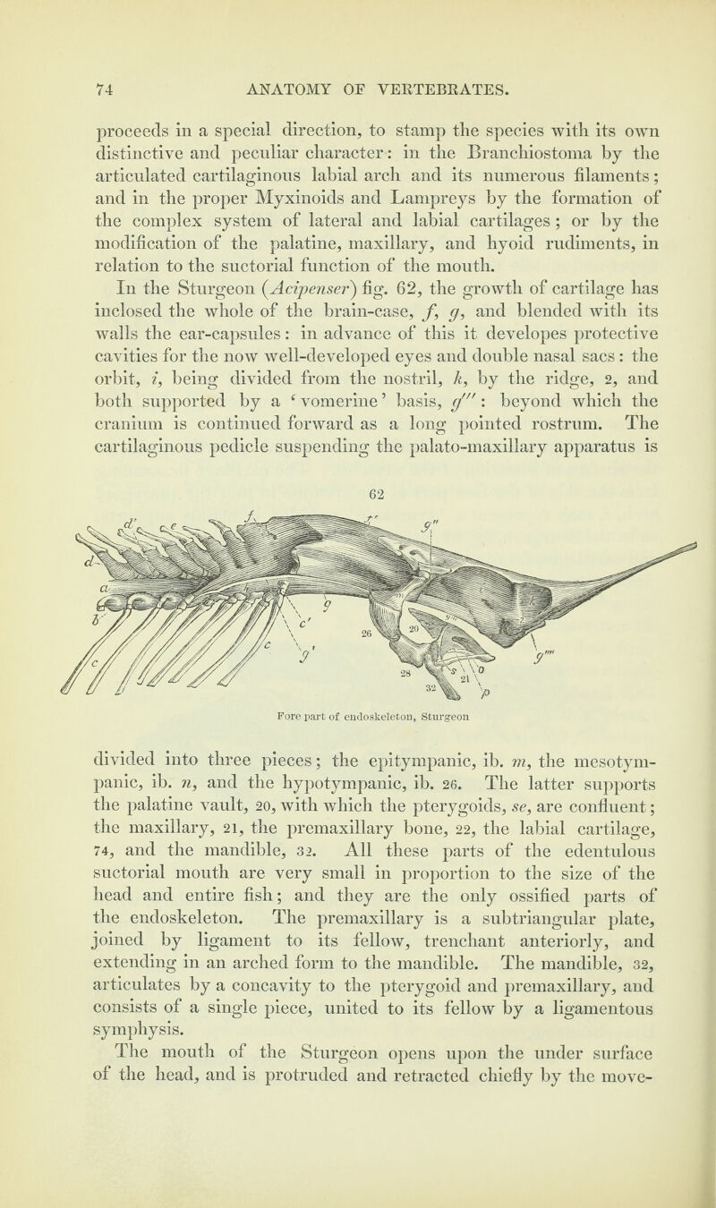 proceeds in a special direction, to stamp the species with its own distinctive and peculiar character: in the Branchiostoma by the articulated cartilaginous labial arch and its numerous filaments; and in the proper Myxinoids and Lampreys by the formation of the complex system of lateral and labial cartilages; or by the modification of the palatine, maxillary, and hyoid rudiments, in relation to the suctorial function of the mouth. In the Sturgeon (Acipenser) fig. 62, the growth of cartilage has inclosed the whole of the brain-case, f, g, and blended with its walls the ear-capsules: in advance of this it developes protective cavities for the now well-developed eyes and double nasal sacs: the orbit, i, being divided from the nostril, k, by the ridge, 2, and both supported by a f vomerine5 basis, g': beyond which the cranium is continued forward as a long pointed rostrum. The cartilaginous pedicle suspending the palato-maxillary apparatus is divided into three pieces; the epitympanic, ib. m, the mesotym- panic, ib. n, and the hypotympanic, ib. 26. The latter supports the palatine vault, 20, with which the pterygoids, se, are confluent; the maxillary, 21, the premaxillary bone, 22, the labial cartilage, 74, and the mandible, 32. All these parts of the edentulous suctorial mouth are very small in proportion to the size of the head and entire fish; and they are the only ossified parts of the endoskeleton. The premaxillary is a subtriangular {flute, joined by ligament to its fellow, trenchant anteriorly, and extending in an arched form to the mandible. The mandible, 32, articulates by a concavity to the pterygoid and premaxillary, and consists of a single piece, united to its fellow by a ligamentous symphysis. The mouth of the Sturgeon opens upon the under surface of the head, and is protruded and retracted chiefly by the move-