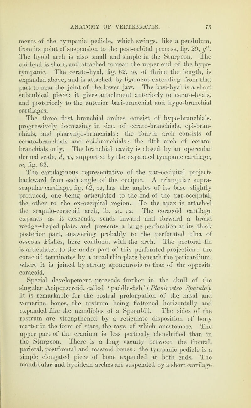 ments of the tympanic pedicle, which swings, like a pendulum, from its point of suspension to the post-orbital process, fig. 29, g. The hyoid arch is also small and simple in the Sturgeon. The epi-hyal is short, and attached to near the upper end of the hypo- tympanic. The cerato-hyal, fig. 62, 40, of thrice the length, is expanded above, and is attached by ligament extending from that part to near the joint of the lower jaw. The basi-hyal is a short subcubical piece : it gives attachment anteriorly to cerato-hyals, and posteriorly to the anterior basi-branchial and hypo-branchial cartilages. The three first branchial arches consist of hypo-branchials, progressively decreasing in size, of cerato-branchials, epi-bran- chials, and pharyngo-branchials: the fourth arch consists of cerato-branchials and epi-branchials: the fifth arch of cerato- branchials only. The branchial cavity is closed by an opercular dermal scale, d, 35, supported by the expanded tympanic cartilage, m, fig. 62. The cartilaginous representative of the par-occipital projects backward from each angle of the occiput. A triangular supra¬ scapular cartilage, fig. 62, 50, has the angles of its base slightly produced, one being articulated to the end of the par-occipital, the other to the ex-occipital region. To the apex is attached the scapulo-coracoid arch, ib. 51, 52. The coracoid cartilage expands as it descends, sends inward and forward a broad wedge-shaped plate, and presents a large perforation at its thick posterior part, answering probably to the perforated ulna of osseous Fishes, here confluent with the arch. The pectoral fin is articulated to the under part of this perforated projection: the coracoid terminates by a broad thin plate beneath the pericardium, where it is joined by strong aponeurosis to that of the opposite coracoid. Special developement proceeds further in the skull of the singular Acipenseroid, called f paddle-fish5 (Planirostra Spatula). It is remarkable for the rostral prolongation of the nasal and vomerine bones, the rostrum being flattened horizontally and expanded like the mandibles of a Spoonbill. The sides of the rostrum are strengthened by a reticulate disposition of bony matter in the form of stars, the rays of which anastomose. The upper part of the cranium is less perfectly chondrified than in the Sturgeon. There is a long vacuity between the frontal, parietal, postfrontal and mastoid bones: the tympanic pedicle is a simple elongated piece of bone expanded at both ends. The mandibular and hyoidean arches are suspended by a short cartilage