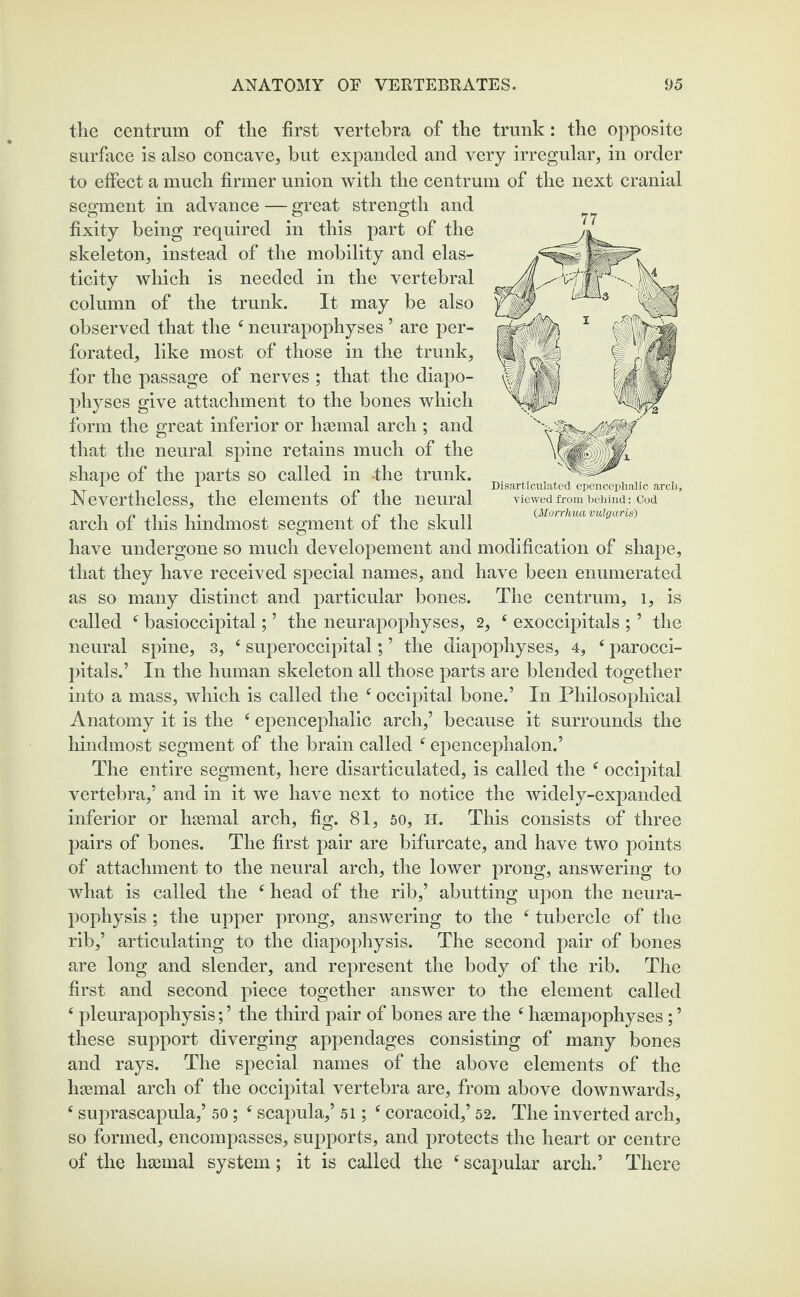 the centrum of the first vertebra of the trunk: the opposite surface is also concave, but expanded and very irregular, in order to effect a much firmer union with the centrum of the next cranial segment in advance — great strength and fixity being required in this part of the skeleton, instead of the mobility and elas¬ ticity which is needed in the vertebral column of the trunk. It may be also observed that the ‘ neurapophyses ’ are per¬ forated, like most of those in the trunk, for the passage of nerves ; that the diapo¬ physes give attachment to the bones which form the great inferior or haemal arch ; and that the neural spine retains much of the of the parts so called in -the trunk. Nevertheless, the elements of the neural arch of this hindmost segment of the skull have undergone so much developement and modification of shape, that they have received special names, and have been enumerated as so many distinct and particular bones. The centrum, 1, is called ‘ basioccipital; ’ the neurapophyses, 2, c exoccipitals ; ’ the neural spine, 3, 4 superoccipital; ’ the diapophyses, 4, f parocci- pitals.’ In the human skeleton all those parts are blended together into a mass, which is called the f occipital bone.’ In Philosophical Anatomy it is the f epencephalic arch,’ because it surrounds the hindmost segment of the brain called f epencephalon.’ The entire segment, here disarticulated, is called the f occipital vertebra,’ and in it we have next to notice the widely-expanded inferior or haemal arch, fig. 81, 50, H. This consists of three pairs of bones. The first pair are bifurcate, and have two points of attachment to the neural arch, the lower prong, answering to what is called the 4 head of the rib,’ abutting upon the neura- pophysis ; the upper prong, answering to the f tubercle of the rib,’ articulating to the diapophysis. The second pair of bones are long and slender, and represent the body of the rib. The first and second piece together answer to the element called ‘ pleurapophysis; ’ the third pair of bones are the ‘ haemapophyses; ’ these support diverging appendages consisting of many bones and rays. The special names of the above elements of the hsemal arch of the occipital vertebra are, from above downwards, c suprascapula,’ 50; f scapula,’ 51; ‘ coracoid,’ 52. The inverted arch, so formed, encompasses, supports, and protects the heart or centre of the haamal system; it is called the e scapular arch.’ There 77 Disarticulated epencephalic arch, viewed from behind: Cod CMorrhua vulgaris)