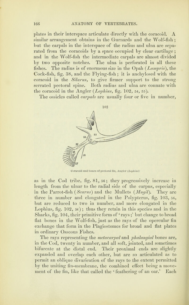 plates in their interspace articulate directly with the coracoid. A similar arrangement obtains in the Gurnards and the Wolf-fish ; but the carpals in the interspace of the radius and ulna are sepa¬ rated from the coracoids by a space occupied by clear cartilage ; and in the Wolf-fish the intermediate carpals are almost divided by two opposite notches. The ulna is perforated in all these fishes. The radius is of enormous size in the Opah (.Lampris), the Cock-fish, fig. 38, and the Flying-fish; it is anchylosed with the coracoid in the Silurus, to give firmer support to the strong serrated pectoral spine. Both radius and ulna are connate with the coracoid in the Angler (.Lophius, fig. 102, 54, 55). The ossicles called carpals are usually four or five in number. 102 Coracoid and bones of pectoral fin. Angler (Lophius) as in the Cod tribe, fig. 81, 56; they progressively increase in length from the ulnar to the radial side of the carpus, especially in the Parrot-fish (Scarus) and the Mullets (Mugil). They are three in number and elongated in the Polypterus, fig. 103, 56, but are reduced to two in number, and more elongated in the Lophius, fig. 102, 56) ; thus they retain in this species and in the Sharks, fig. 104, their primitive form of ‘raysbut change to broad flat bones in the Wolf-fish, just as the rays of the opercular fin exchange that form in the Plagiostomes for broad and flat plates in ordinary Osseous Fishes. The rays representing the metacarpal and plialangial bones are, in the Cod, twenty in number, and all soft, jointed, and sometimes bifurcate at the distal end. Their proximal ends are slightly expanded and overlap each other, but are so articulated as to permit an oblique divarication of the rays to the extent permitted by the uniting fin-membrane, the combined effect being a move¬ ment of the fin, like that called the 4 feathering of an oar.’ Each