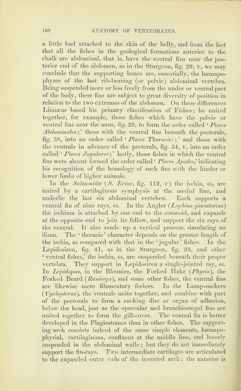 a little bud attached to the skin of the belly, and from the fact that all the fishes in the geological formations anterior to the chalk are abdominal, that is, have the ventral fins near the pos¬ terior end of the abdomen, as in the Sturgeon, fig. 29, v, we may conclude that the supporting bones are, essentially, the hsemapo- physes of the last rib-bearing (or pelvic) abdominal vertebra. Being suspended more or less freely from the under or ventral part of the body, these fins are subject to great diversity of position in relation to the two extremes of the abdomen. On these differences Limueus based his primary classification of Fishes; he united together, for example, those fishes which have the pelvic or ventral fins near the anus, fig. 29, to form the order called f Pisces Abdominales; ’ those with the ventral fins beneath the pectorals, fig. 38, into an order called tf Pisces Tlioracici; ’ and those with the ventrals in advance of the pectorals, fig. 34, v, into an order called f Pisces Jugulares; ’ lastly, those fishes in which the ventral fins were absent formed the order called f Pisces Apodes] indicating his recognition of the homology of such fins with the hinder or lower limbs of higher animals. In the Salmonidce (S'. Priox, fig. 112, c) the ischia, 63, are united by a cartilaginous symphysis at the medial line, and underlie the last six abdominal vertebrae. Each supports a ventral fin of nine rays, 68. In the Angler (Lophius piscatorius) the ischium is attached by one end to the coracoid, and expands at the opposite end to join its fellow, and support the six rays of the ventral. It also sends up a vertical process, simulating an ilium. The f thoracic ’ character depends on the greater length of the ischia, as compared with that in the 4 jugular ’ fishes. In the Lepidosiren, fig. 41, as in the Sturgeon, fig. 29, and other e ventral fishes,’ the ischia, 64, are suspended beneath their proper vertebra. They support in Lepidosiren a single-jointed ray, 66. In Lepidopus, in the Blennies, the Forked Hake (Phycis), the Forked Beard (Raniceps), and some other fishes, the ventral fins are likewise mere filamentary feelers. In the Lump-suckers ( Cyclopterus), the ventrals unite together, and combine with part of the pectorals to form a sucking disc or organ of adhesion, below the head, just as the opercular and branchiostegal fins are united together to form the gill-cover. The ventral fin is better developed in the Plagiostomes than in other fishes. The support¬ ing arch consists indeed of the same simple elements, hgemapo- physial, cartilaginous, confluent at the middle line, and loosely suspended in the abdominal walls ; but they do not immediately support the fin-rays. Two intermediate cartilages are articulated to the expanded outer ends of the inverted arch; the anterior is